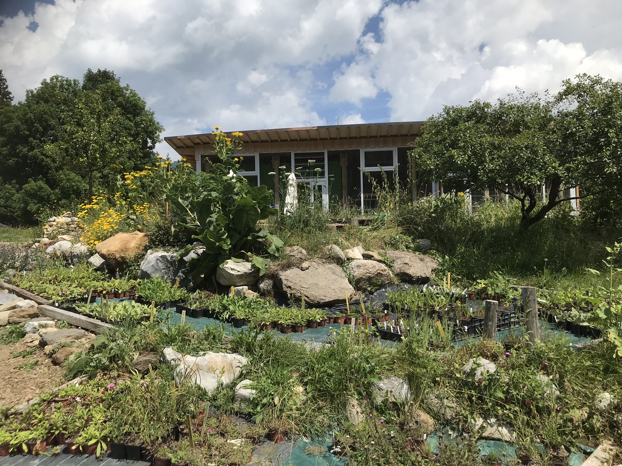 Aufnahme zum Beitrag «Permakultur Rundgang Schweibenalp», Juli 2018, aufgenommen mit iPhone 7
