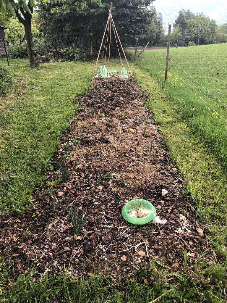Aufnahme zum Beitrag «Flächenkompost-Beet Schwarzenbach», Mai 2019, aufgenommen mit iPhone 8