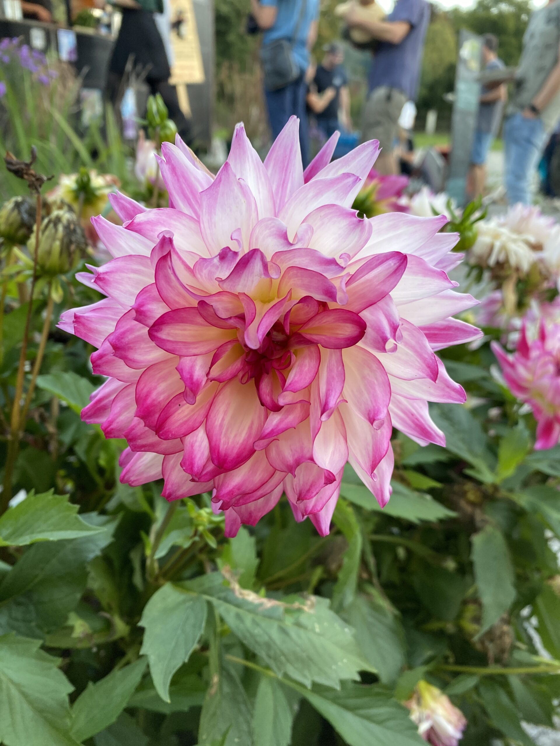 Blumenpracht