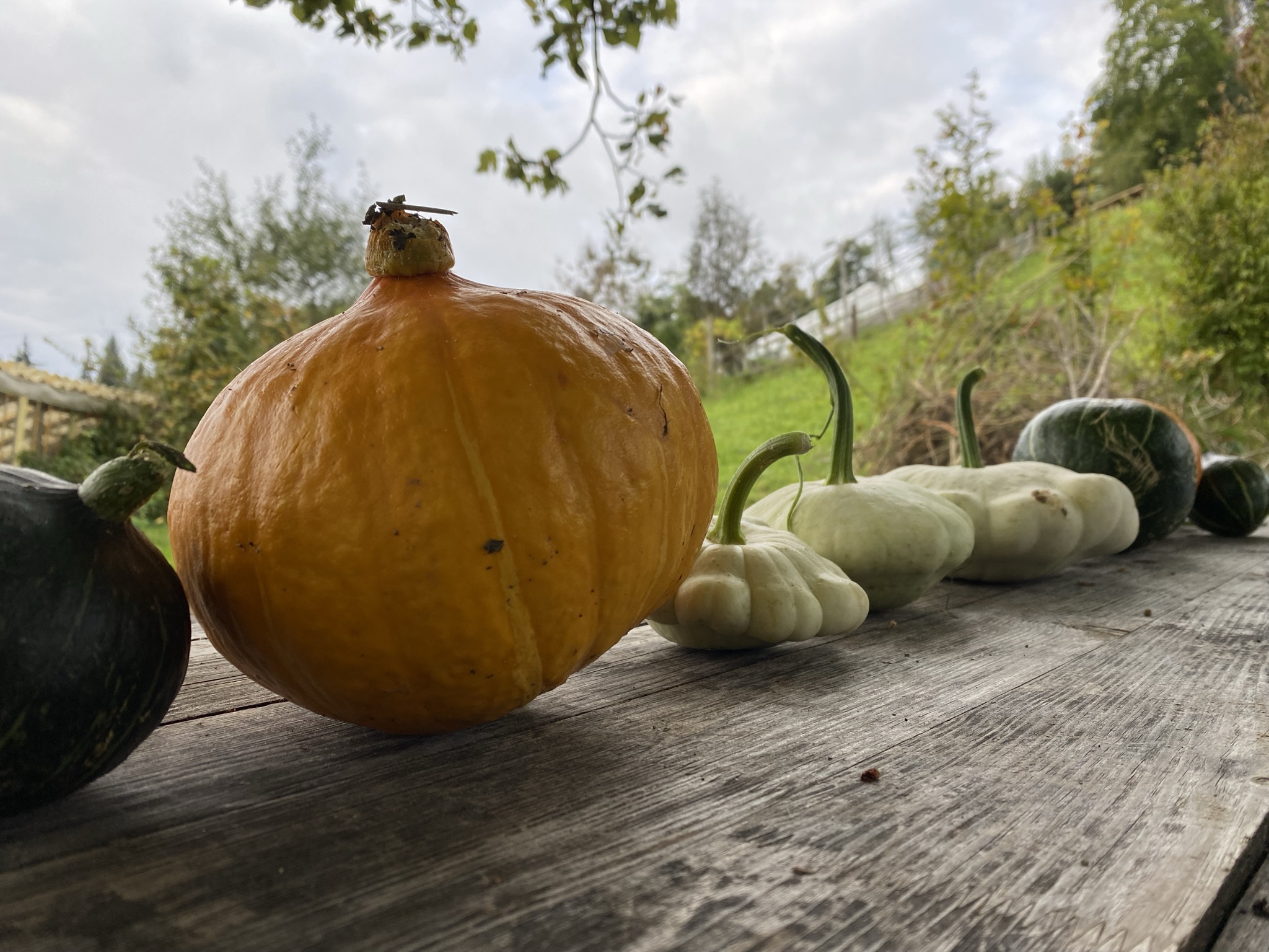 Morgensaufnahme aus der Dokumentation «Selbstversorger Permakultur…», Oktober 2021