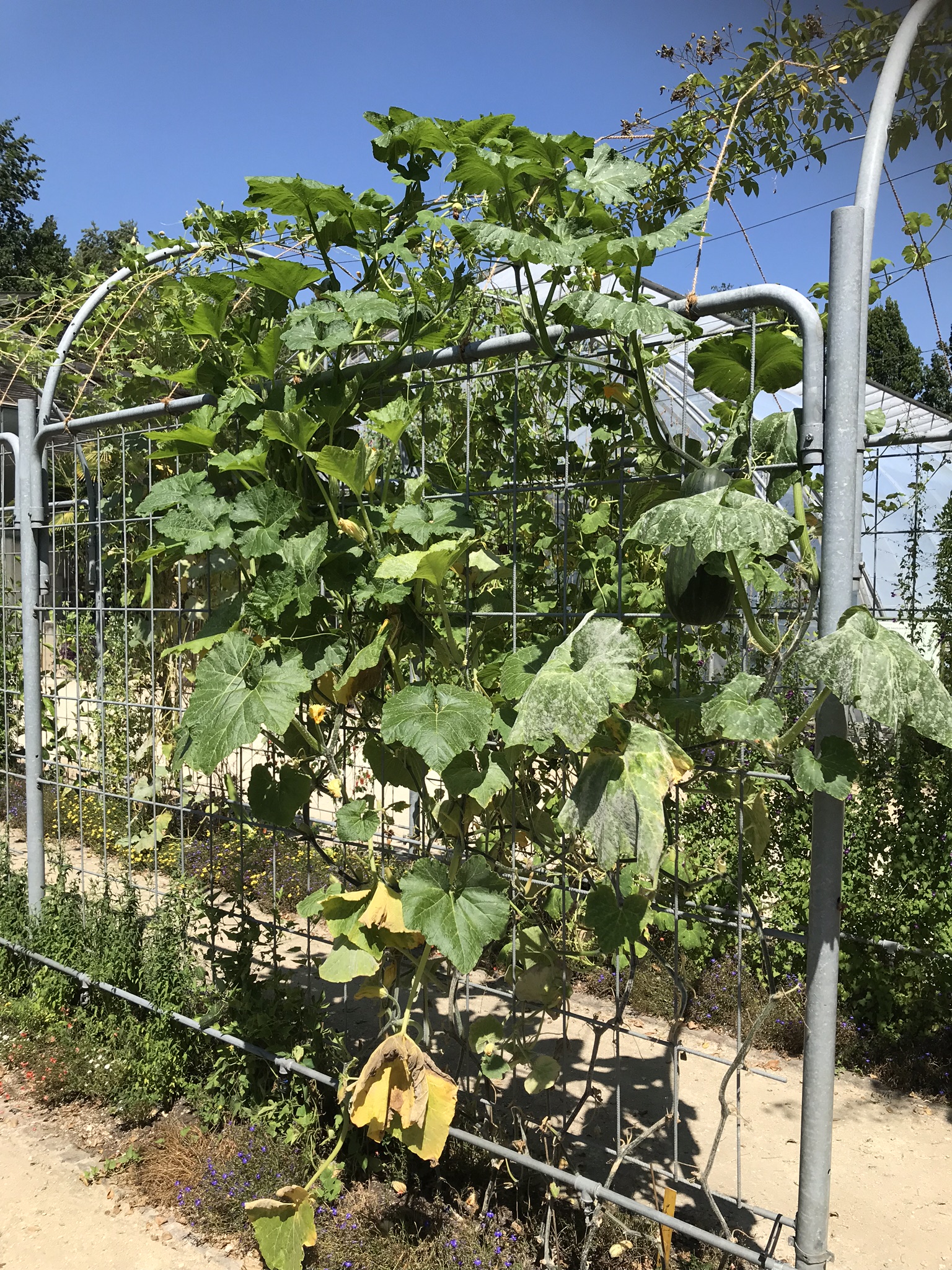 Aufnahme aus der Dokumentation «Besuch Bio-Gemüsehof Bächtelen», Juli 2018, aufgenommen mit iPhone 7