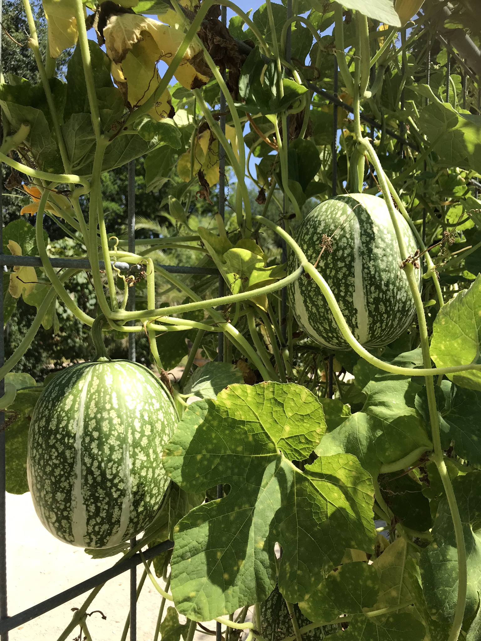 Aufnahme zum Beitrag «Merian Gärten Basel», Juli 2018, aufgenommen mit iPhone 7, Basel