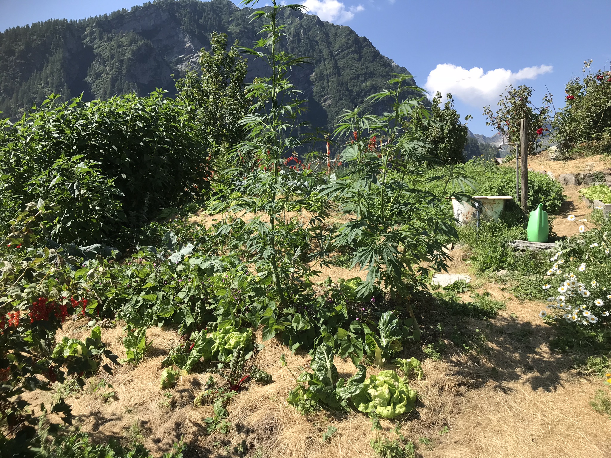 Aufnahme zum Beitrag «Permakultur-Hof Munt LaRaita», August 2018, aufgenommen mit iPhone 7