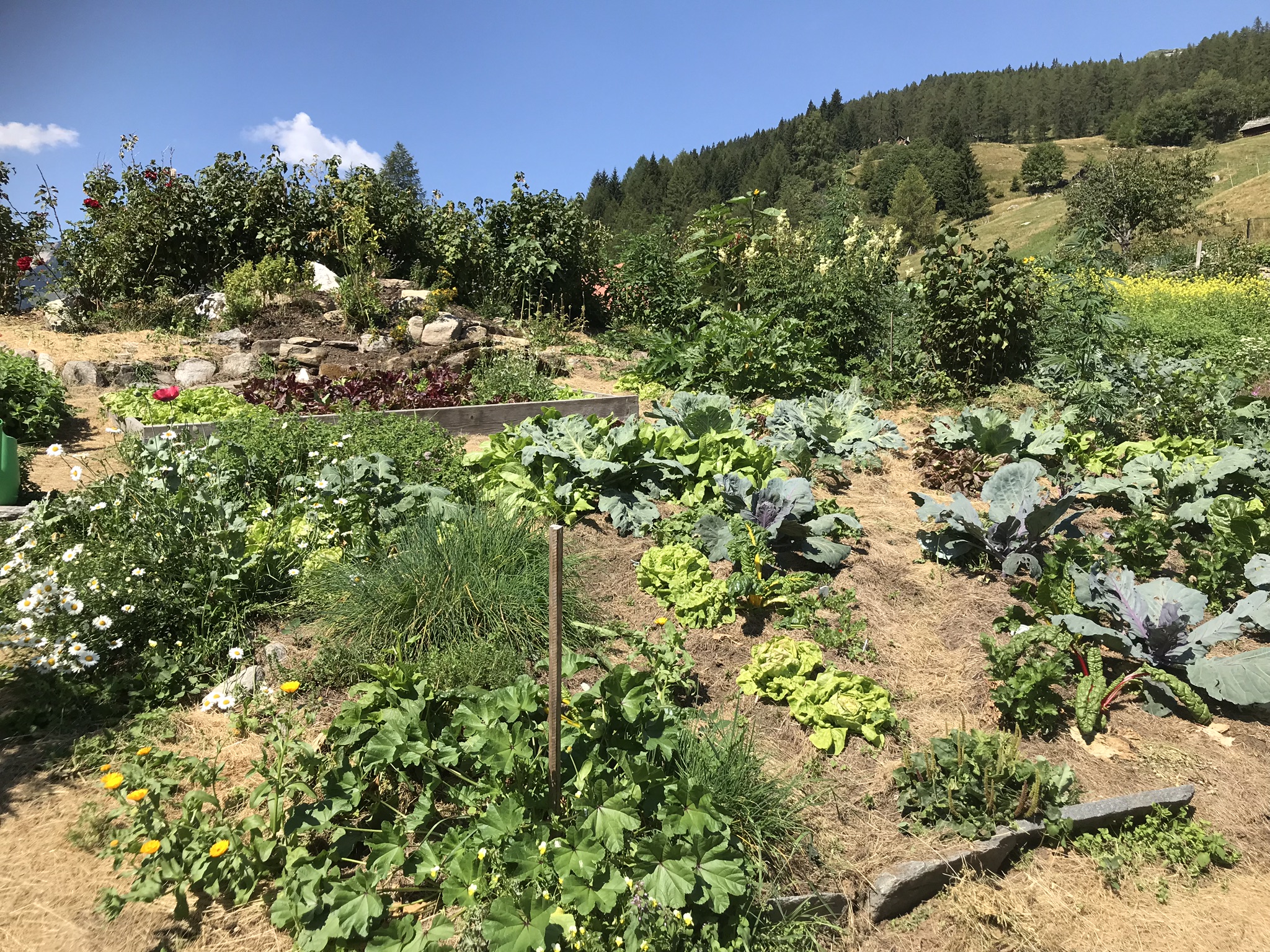 Aufnahme zum Beitrag «Permakultur-Hof Munt LaRaita», August 2018, aufgenommen mit iPhone 7