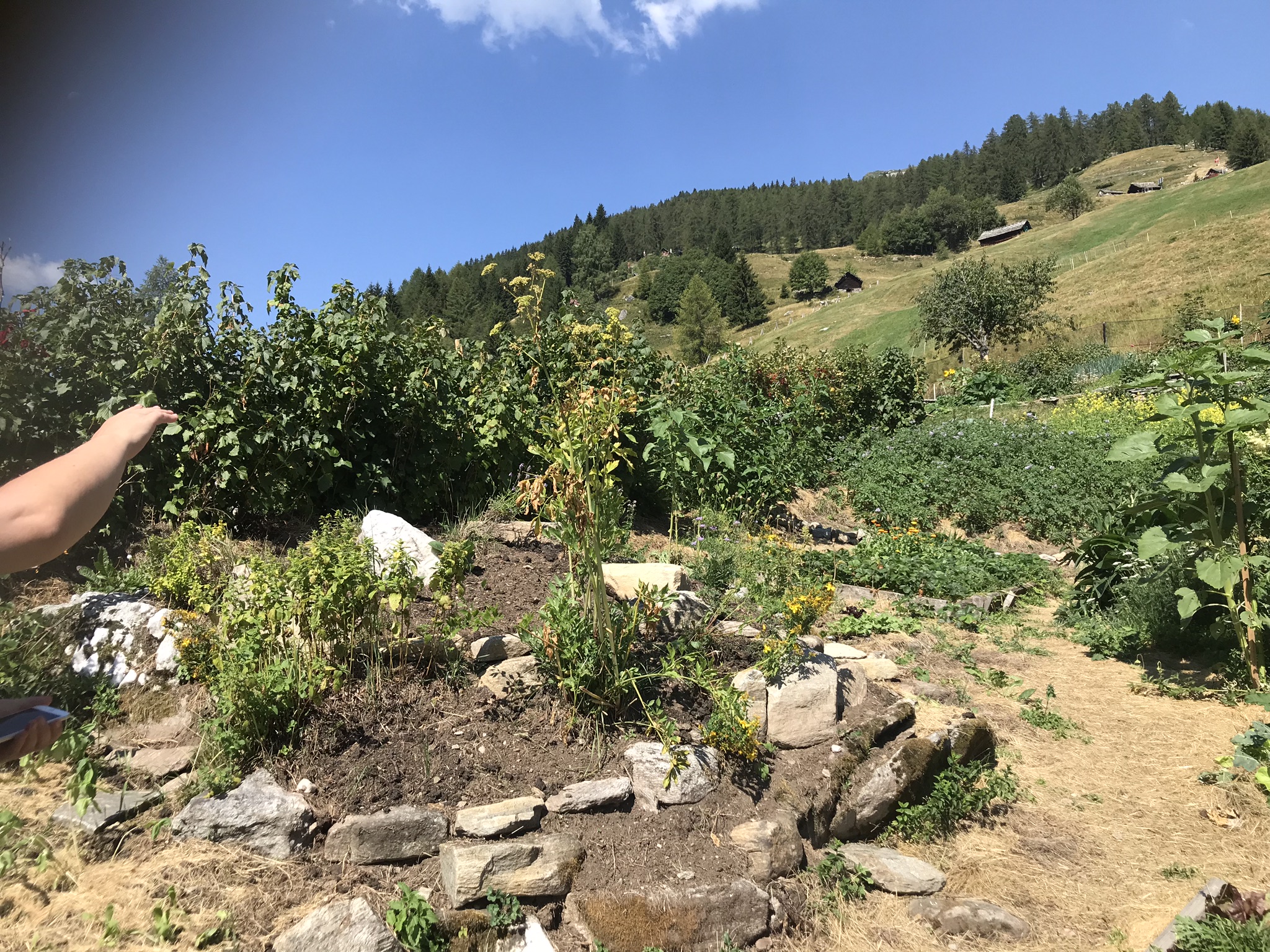 Aufnahme zum Beitrag «Permakultur-Hof Munt LaRaita», August 2018, aufgenommen mit iPhone 7
