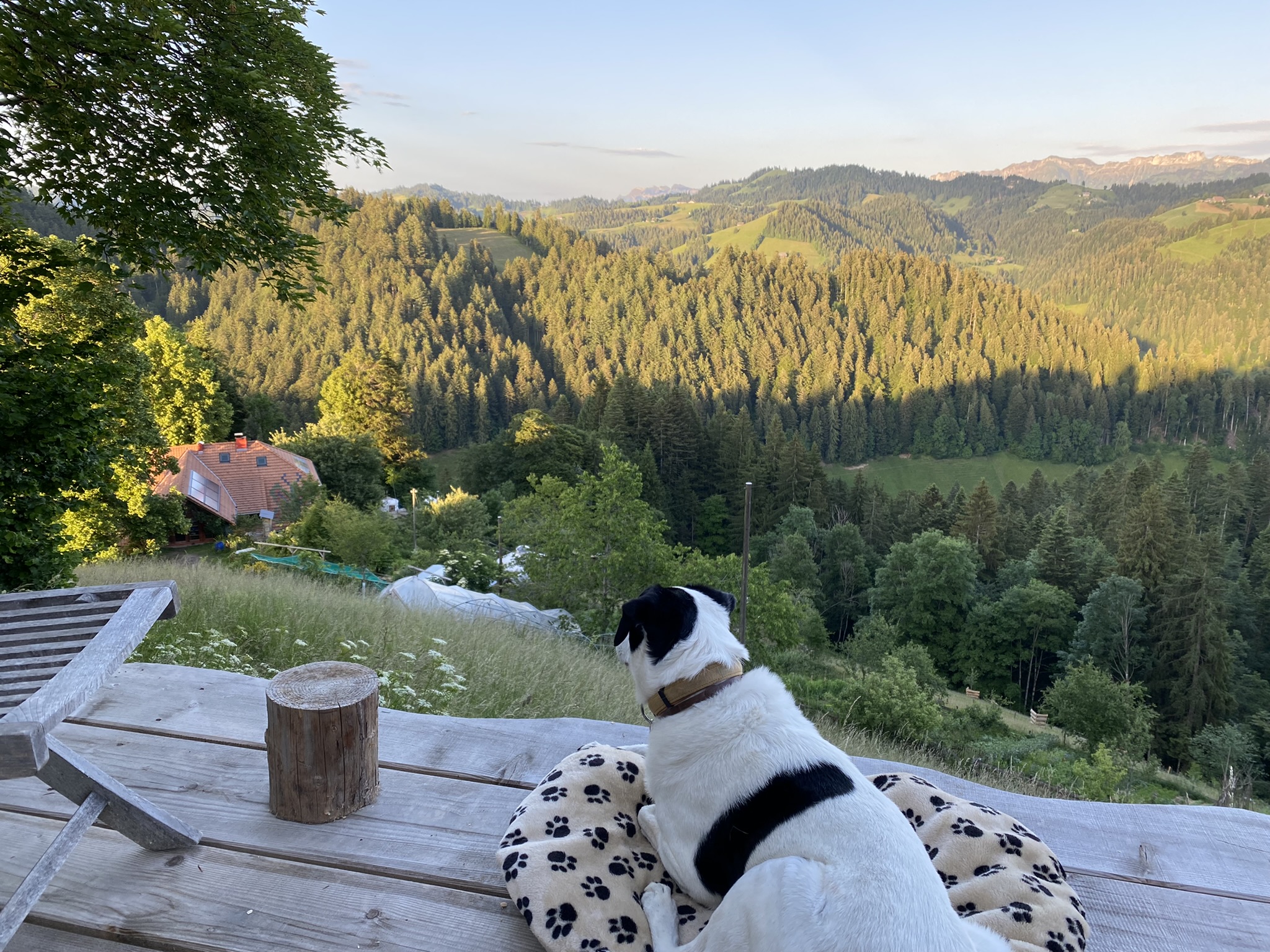 Abendszene beim Heilpflanzen- und Wildkräuterkurs von Astrid Fiebich auf dem Balmeggberg, Juni 2022