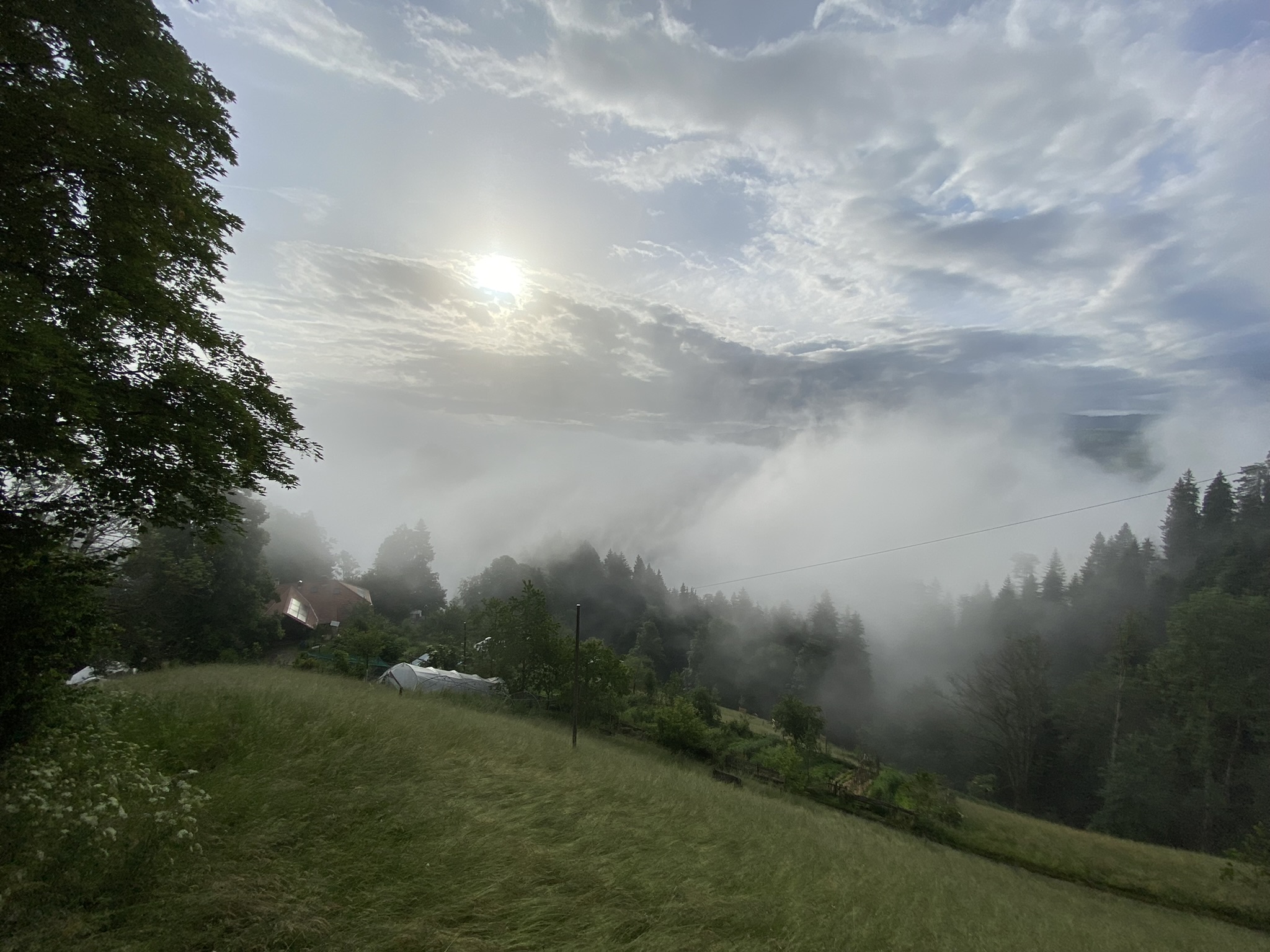 Morgensaufnahme zum Beitrag «Besuch Heilpflanzen- und Wildkräuterkurs…», Juni 2022