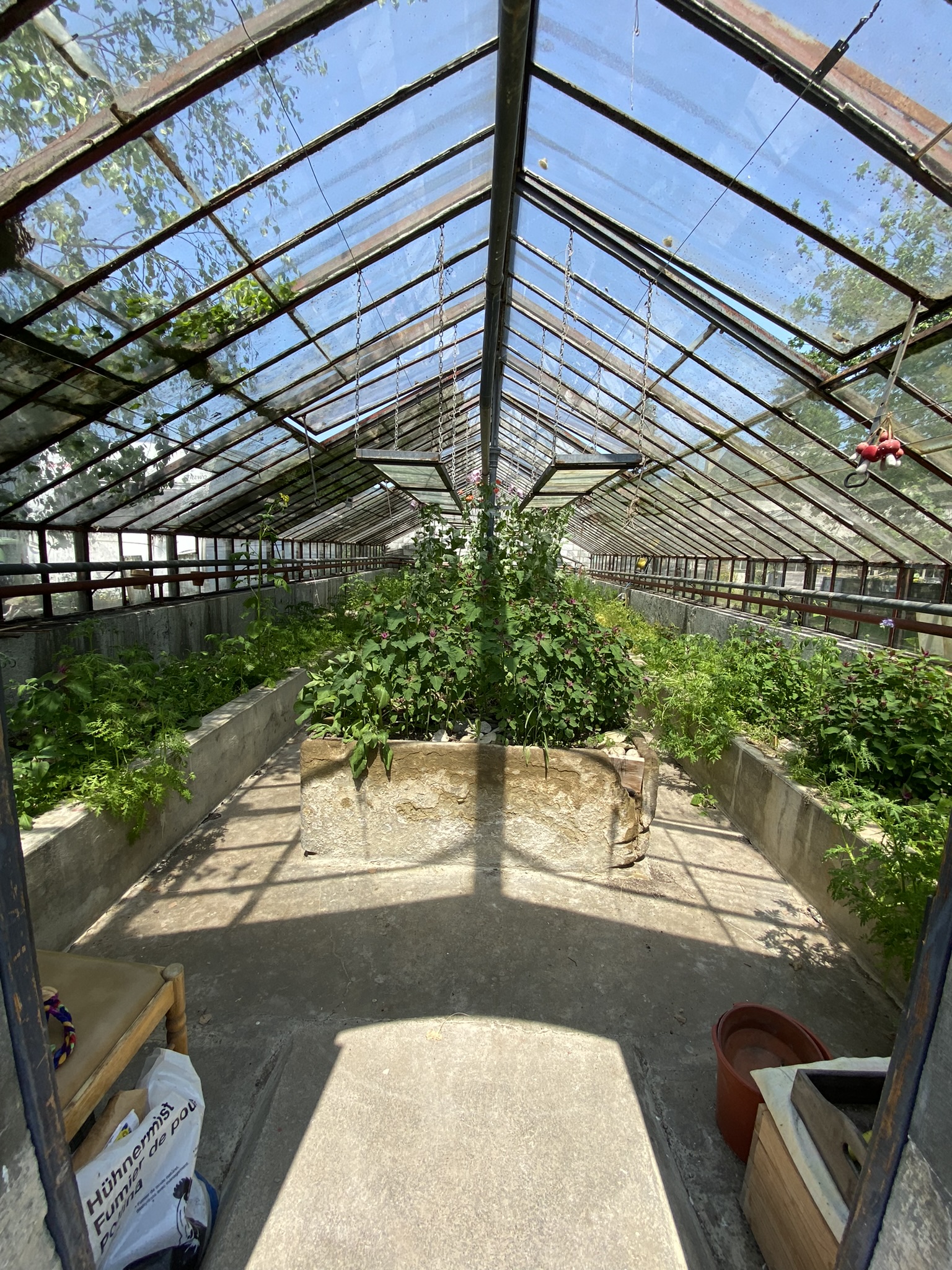Aufnahme aus der Dokumentation «50-Sorten Tomatenhaus im Mai», Mai 2023, aufgenommen mit iPhone 11