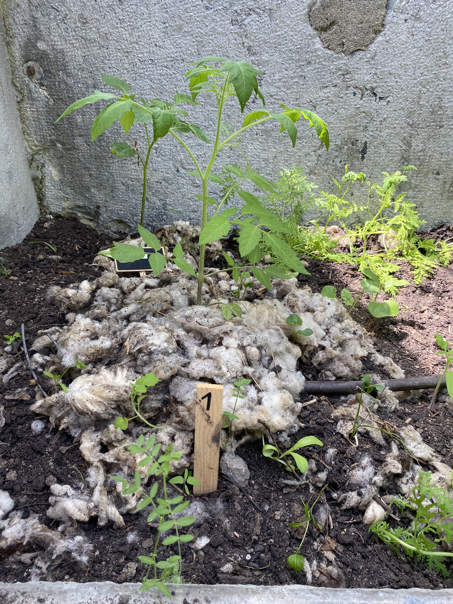Aufnahme aus der Dokumentation «50-Sorten Tomatenhaus im Mai», Mai 2023, aufgenommen mit iPhone 11