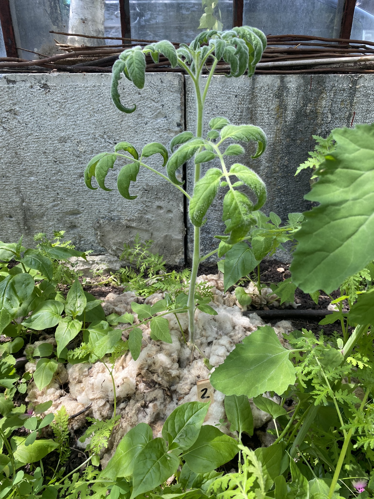 Aufnahme aus der Dokumentation «50-Sorten Tomatenhaus im Mai», Mai 2023, aufgenommen mit iPhone 11
