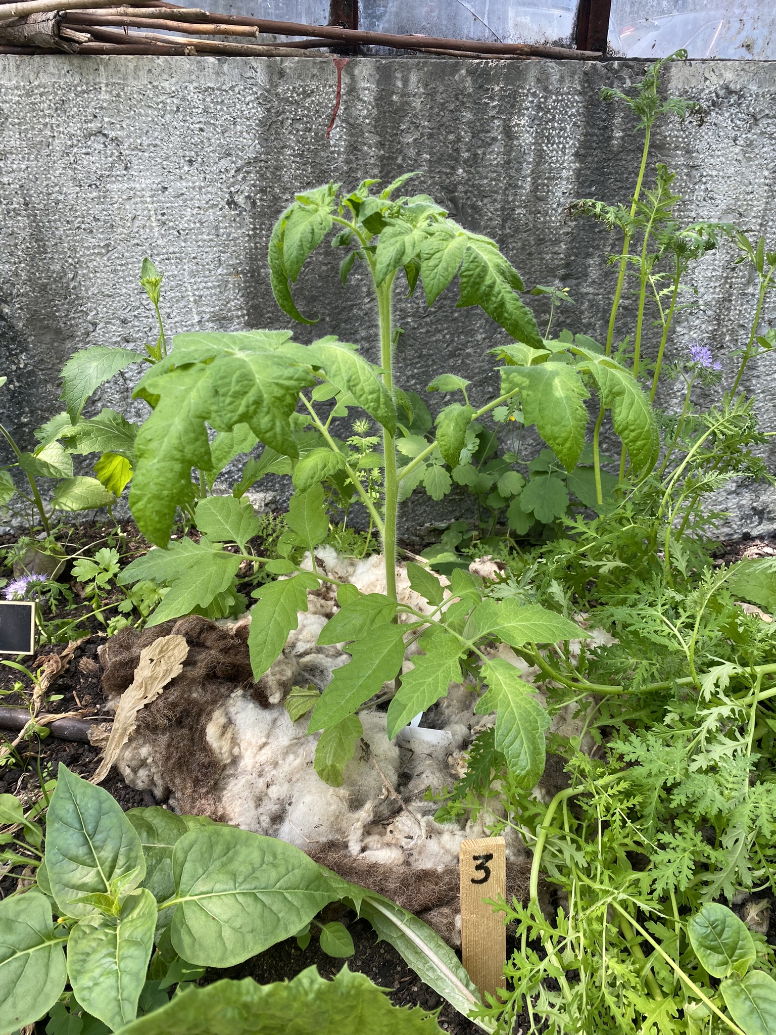 Aufnahme aus der Dokumentation «50-Sorten Tomatenhaus im Mai», Mai 2023, aufgenommen mit iPhone 11