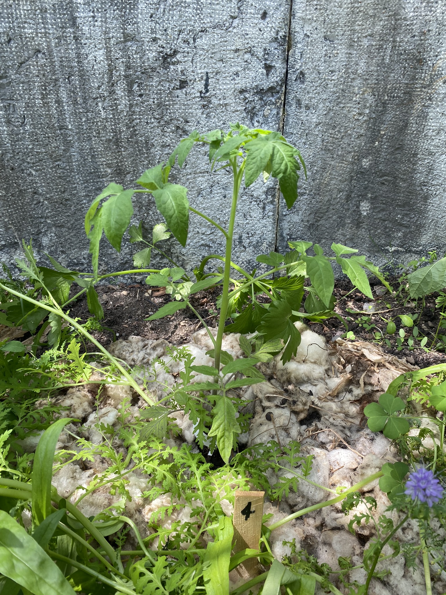 Aufnahme aus der Dokumentation «50-Sorten Tomatenhaus im Mai», Mai 2023, aufgenommen mit iPhone 11