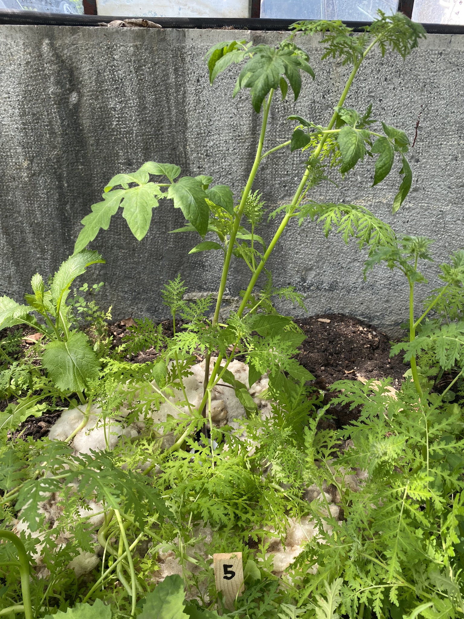 Aufnahme aus der Dokumentation «50-Sorten Tomatenhaus im Mai», Mai 2023, aufgenommen mit iPhone 11