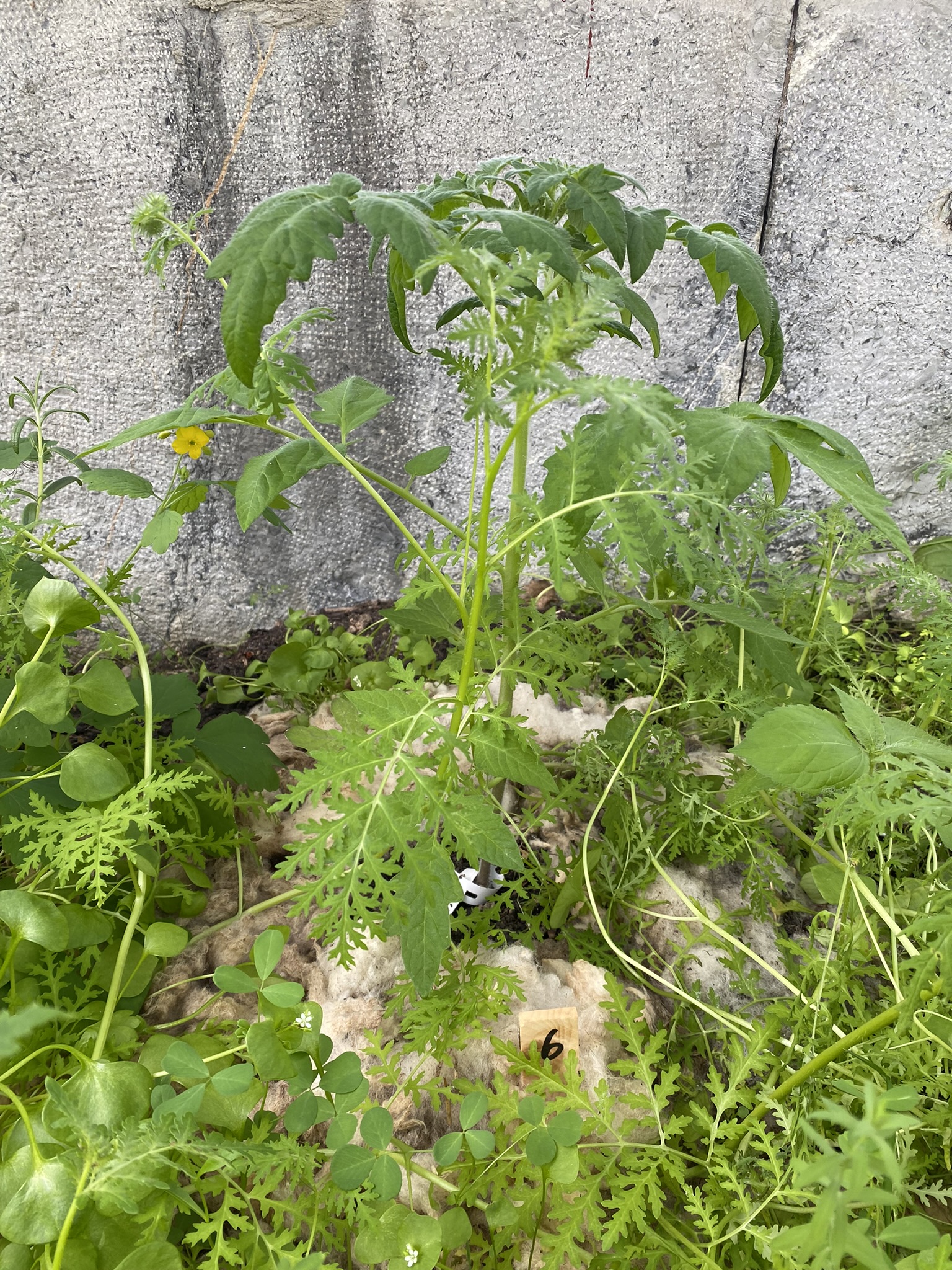 Aufnahme aus der Dokumentation «50-Sorten Tomatenhaus im Mai», Mai 2023, aufgenommen mit iPhone 11
