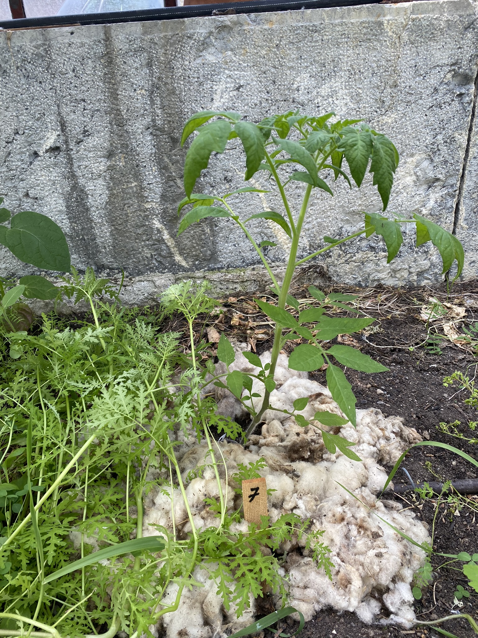 Aufnahme aus der Dokumentation «50-Sorten Tomatenhaus im Mai», Mai 2023, aufgenommen mit iPhone 11