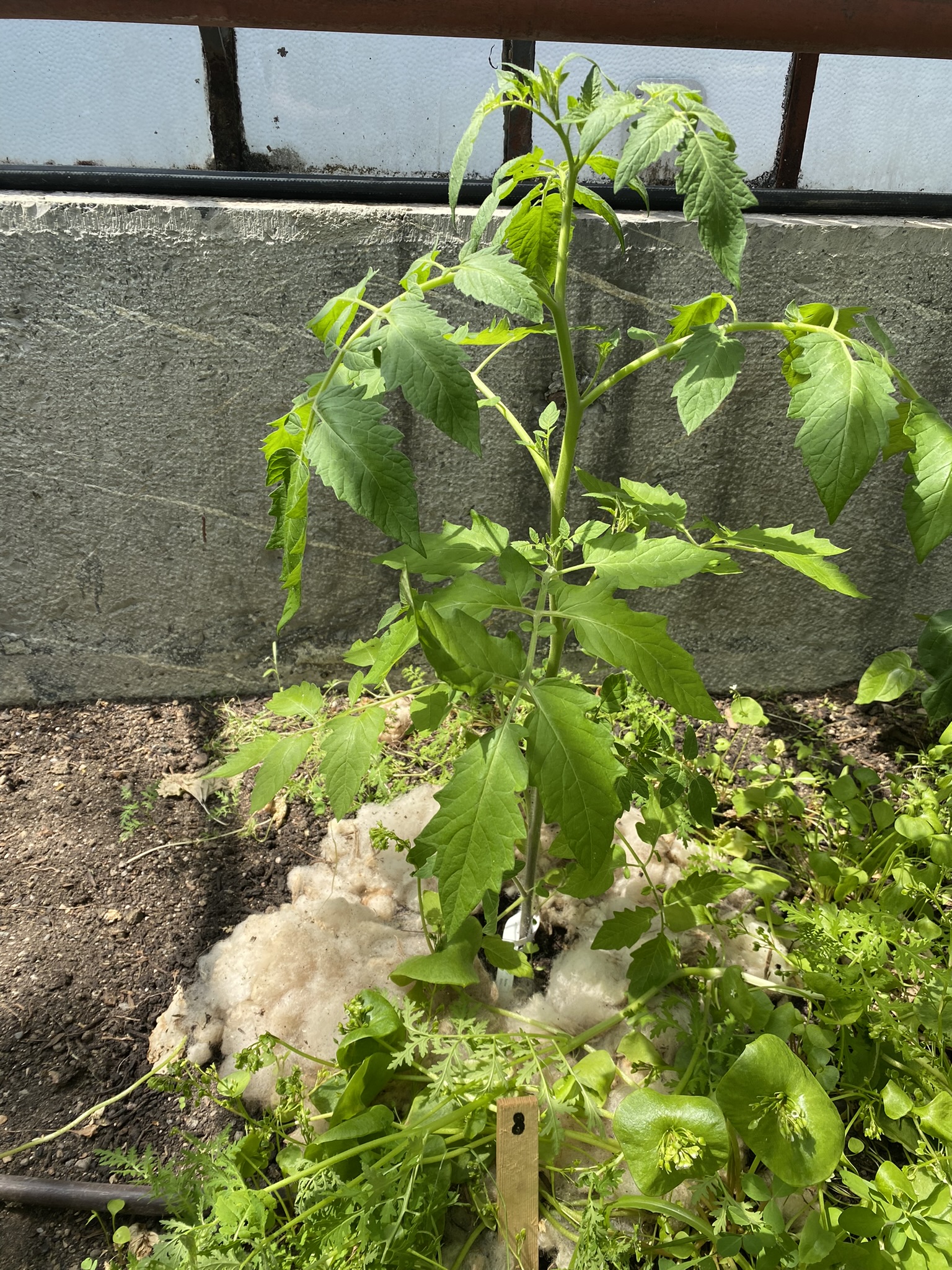 Aufnahme aus der Dokumentation «50-Sorten Tomatenhaus im Mai», Mai 2023, aufgenommen mit iPhone 11