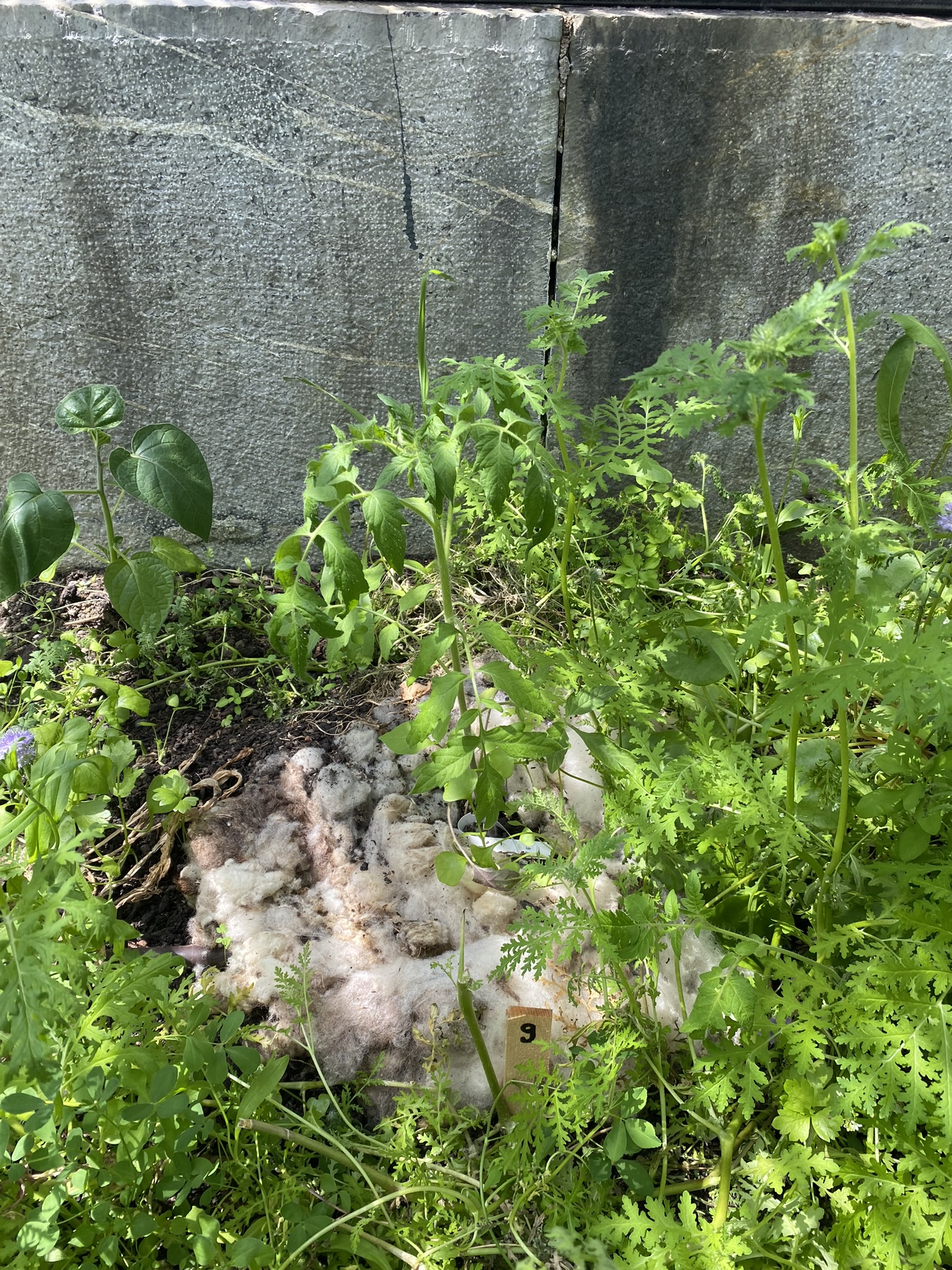 Aufnahme aus der Dokumentation «50-Sorten Tomatenhaus im Mai», Mai 2023, aufgenommen mit iPhone 11