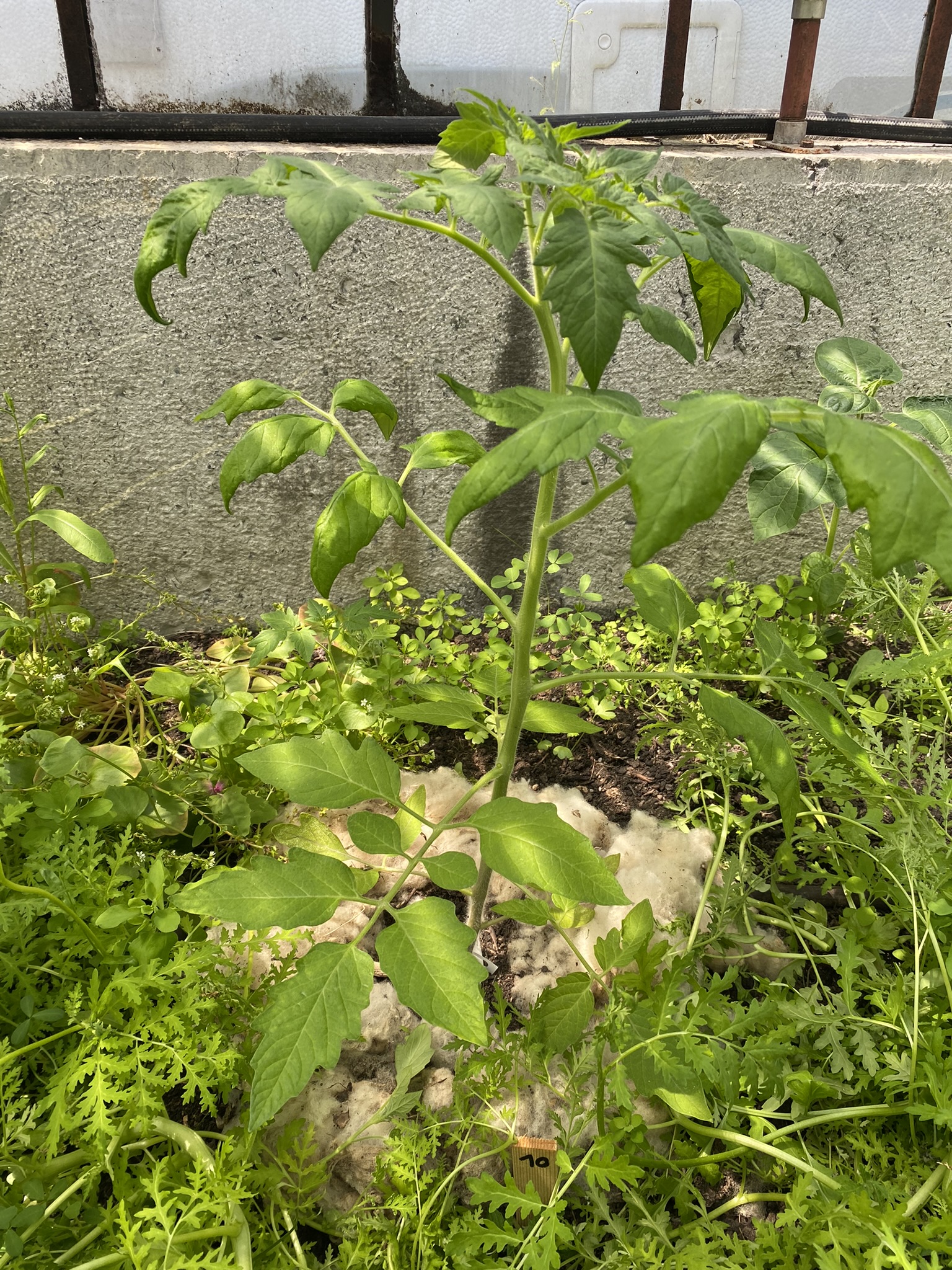 Aufnahme aus der Dokumentation «50-Sorten Tomatenhaus im Mai», Mai 2023, aufgenommen mit iPhone 11