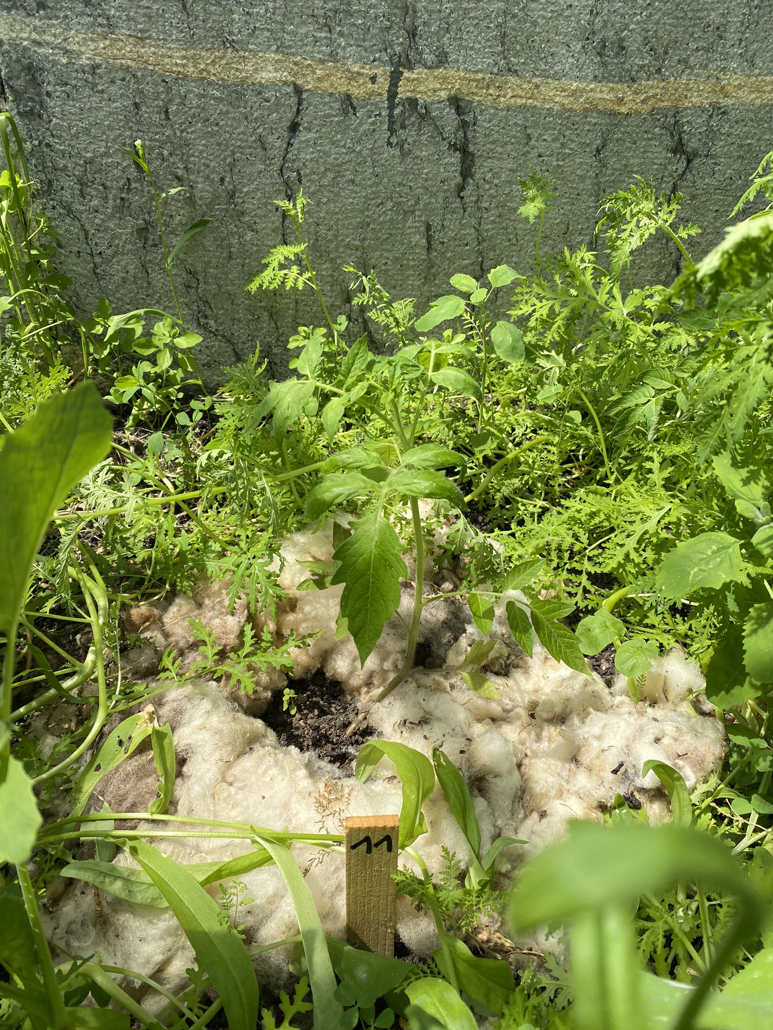 Aufnahme aus der Dokumentation «50-Sorten Tomatenhaus im Mai», Mai 2023, aufgenommen mit iPhone 11