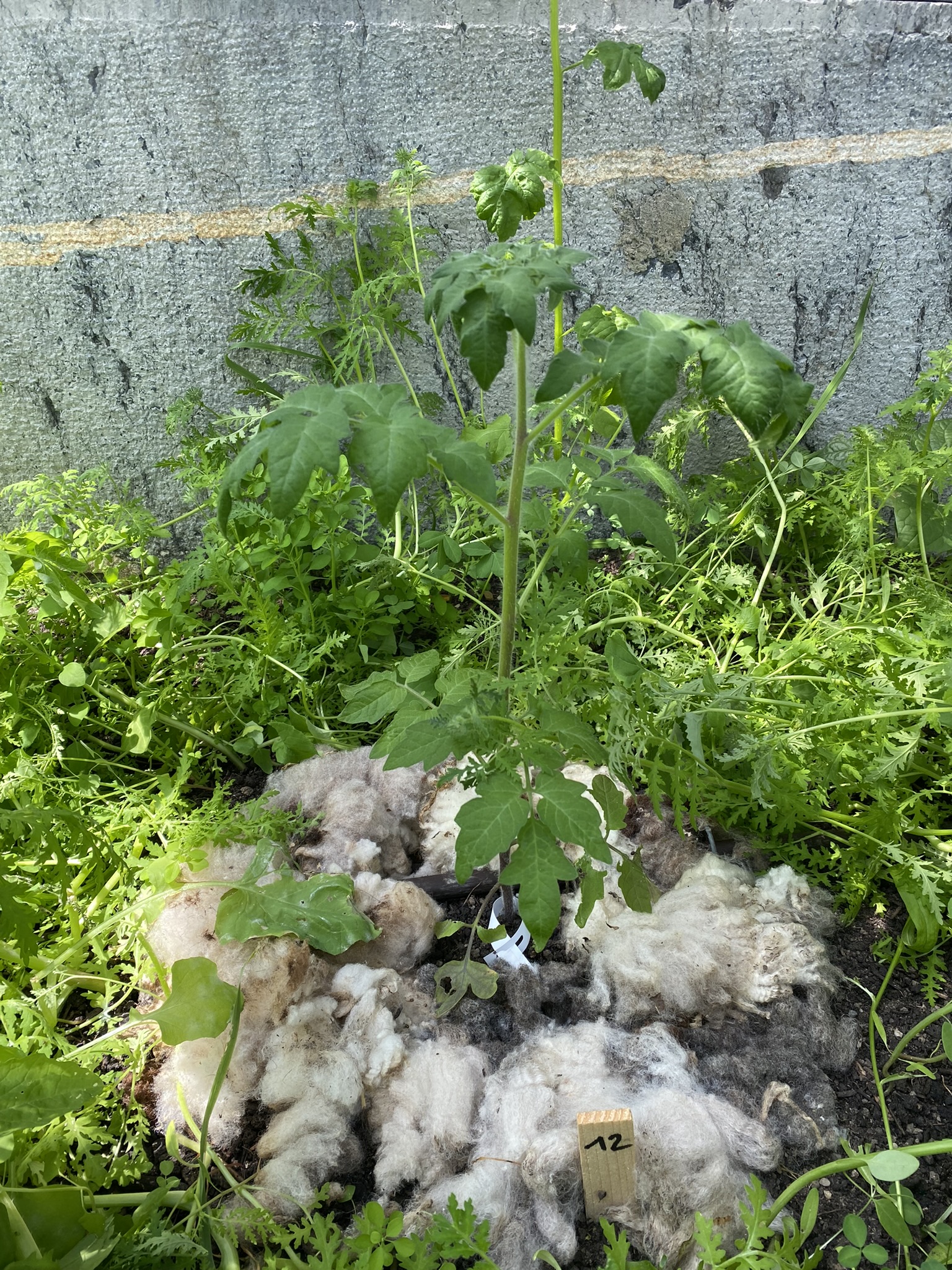 Aufnahme aus der Dokumentation «50-Sorten Tomatenhaus im Mai», Mai 2023, aufgenommen mit iPhone 11