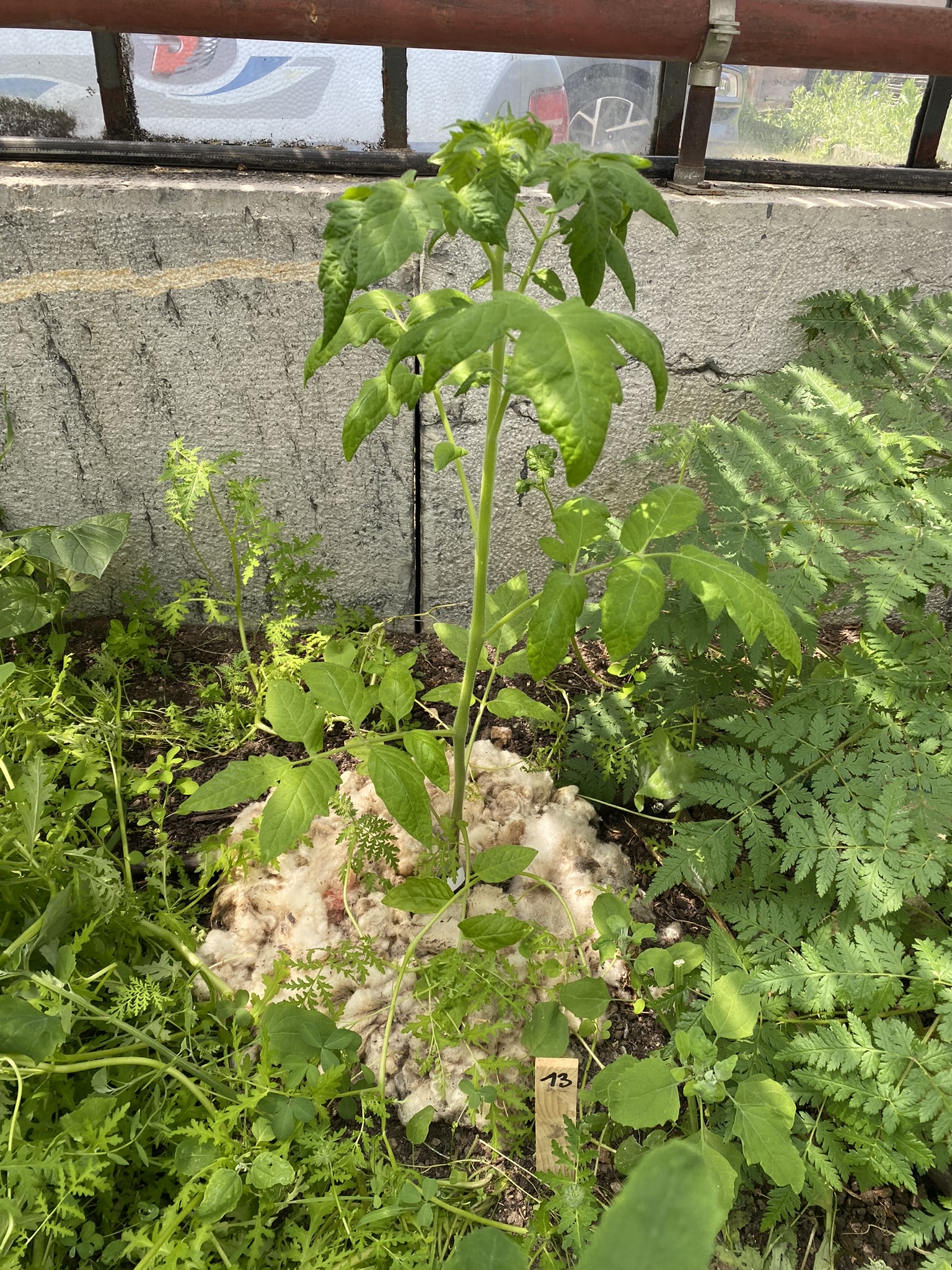 Aufnahme aus der Dokumentation «50-Sorten Tomatenhaus im Mai», Mai 2023, aufgenommen mit iPhone 11