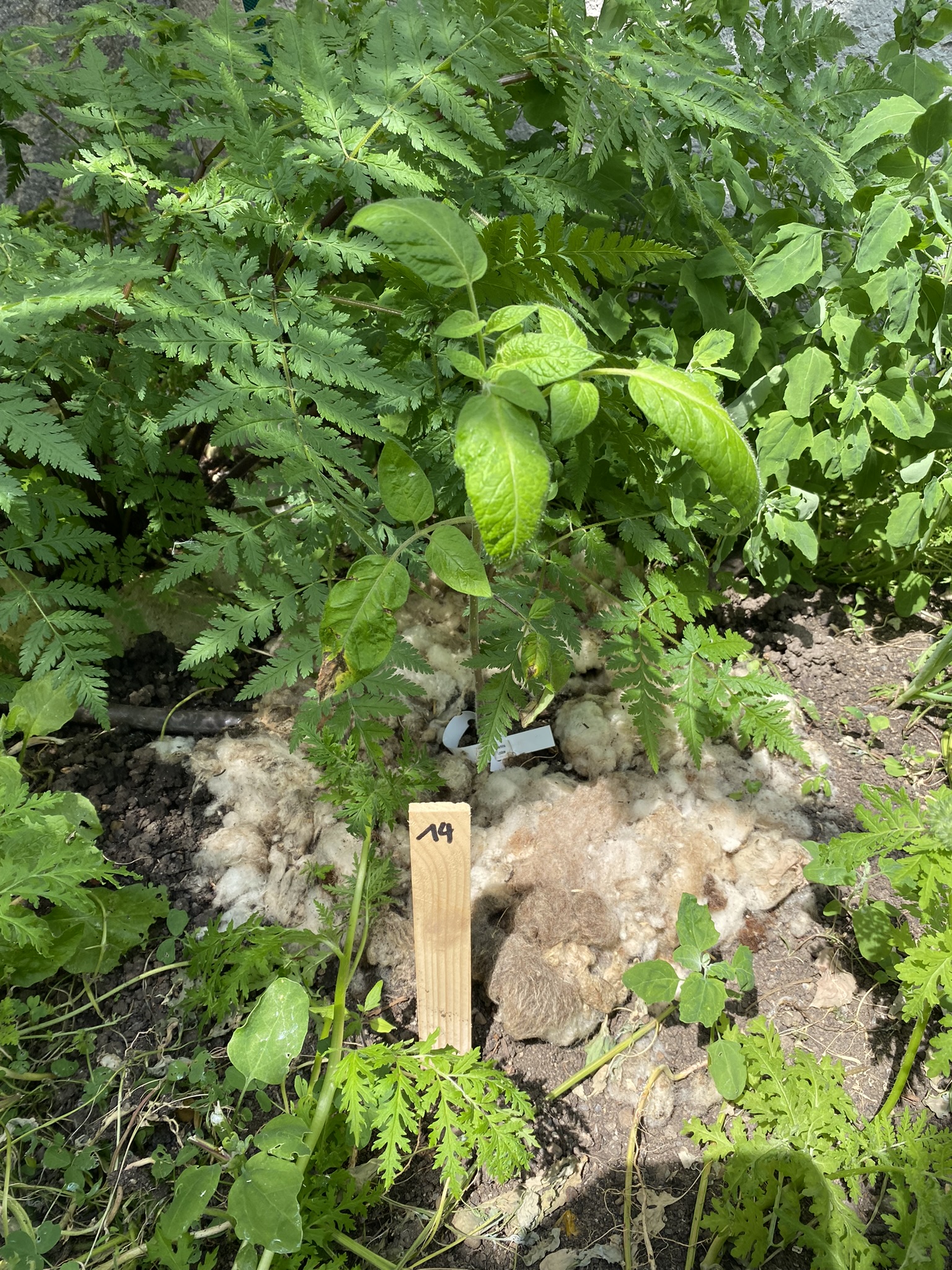 Aufnahme aus der Dokumentation «50-Sorten Tomatenhaus im Mai», Mai 2023, aufgenommen mit iPhone 11