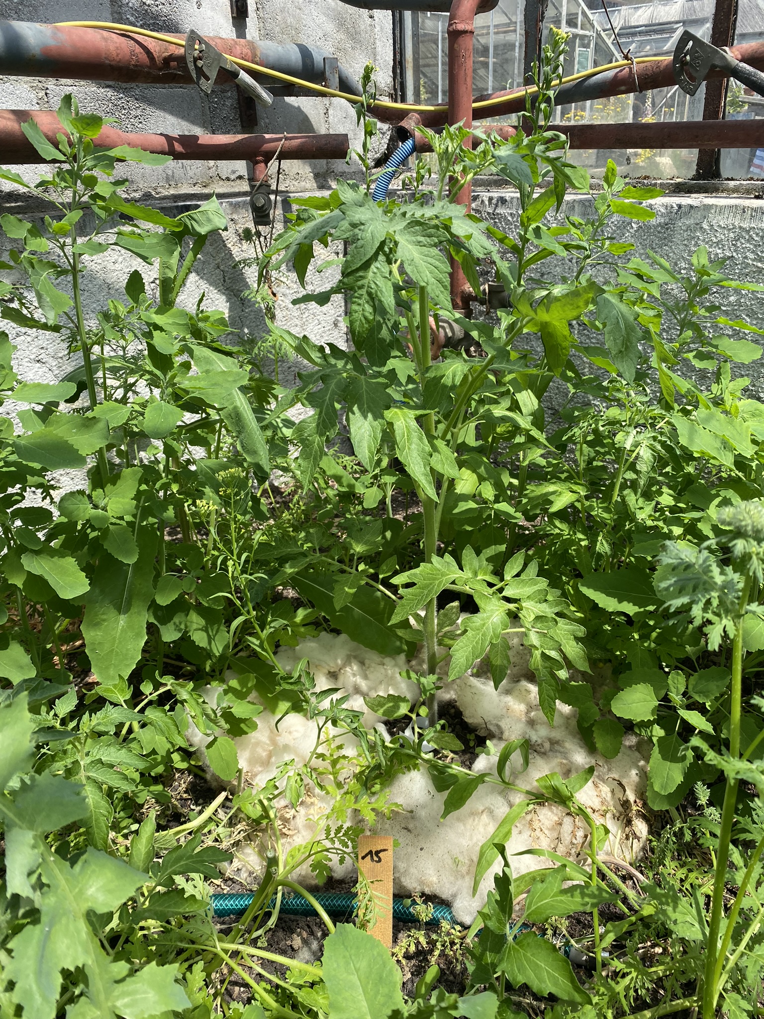 Aufnahme aus der Dokumentation «50-Sorten Tomatenhaus im Mai», Mai 2023, aufgenommen mit iPhone 11