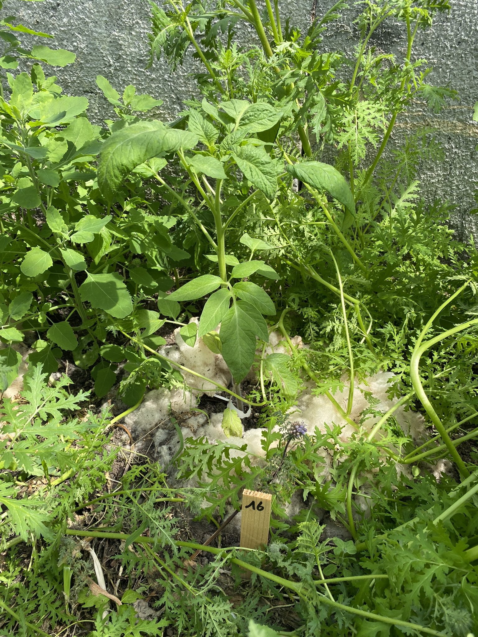Aufnahme aus der Dokumentation «50-Sorten Tomatenhaus im Mai», Mai 2023, aufgenommen mit iPhone 11