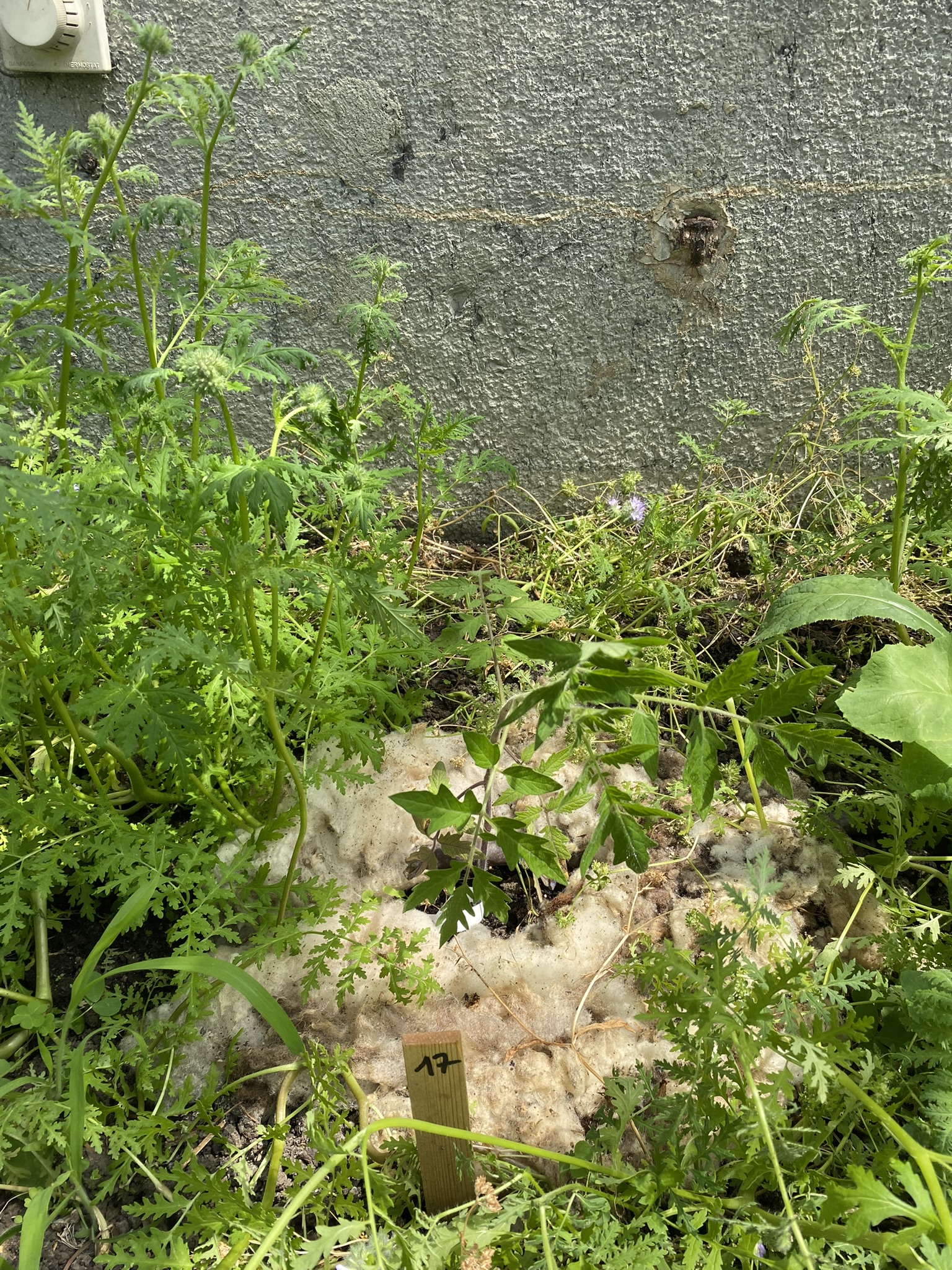 Aufnahme aus der Dokumentation «50-Sorten Tomatenhaus im Mai», Mai 2023, aufgenommen mit iPhone 11