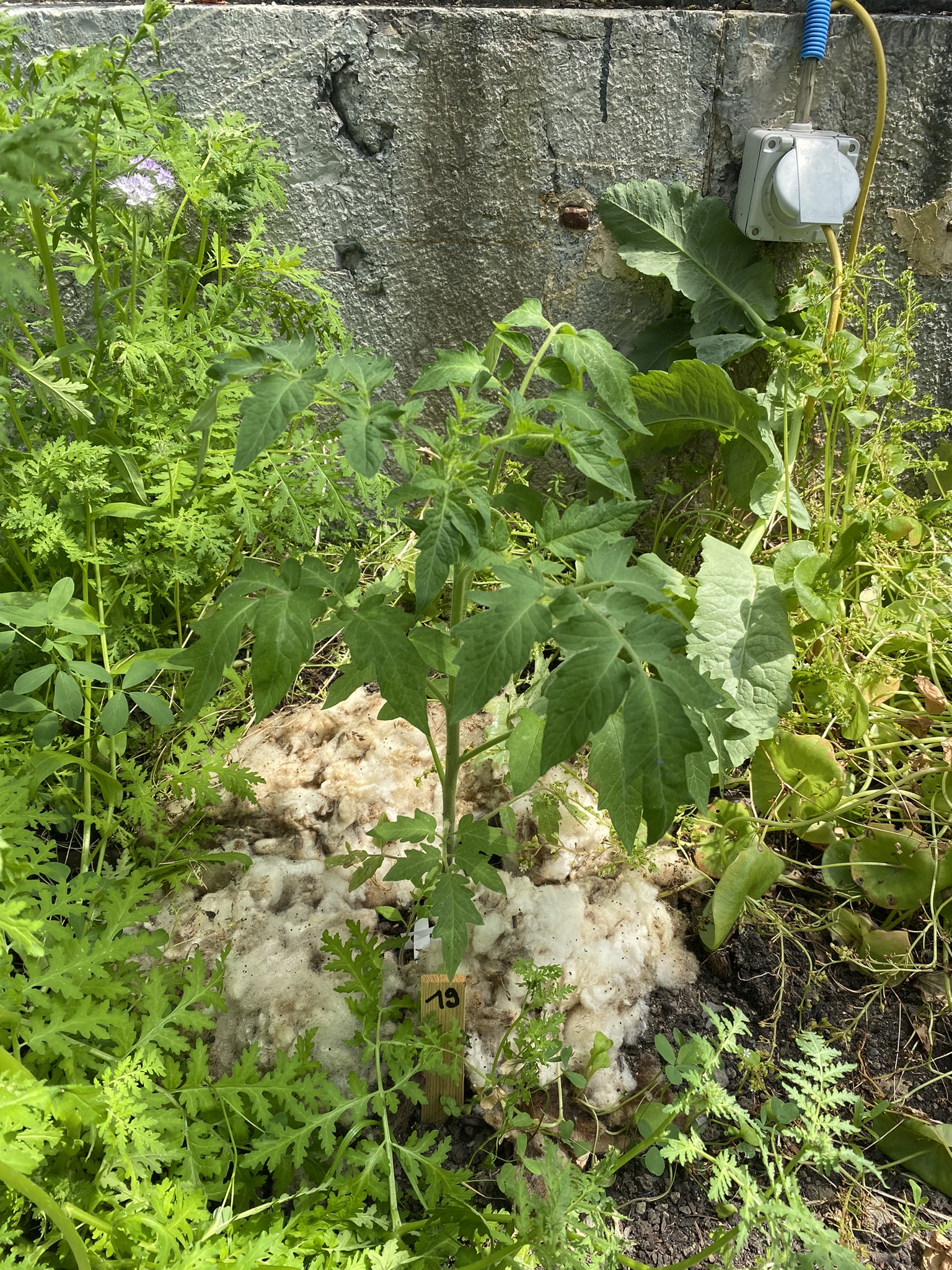 Aufnahme aus der Dokumentation «50-Sorten Tomatenhaus im Mai», Mai 2023, aufgenommen mit iPhone 11