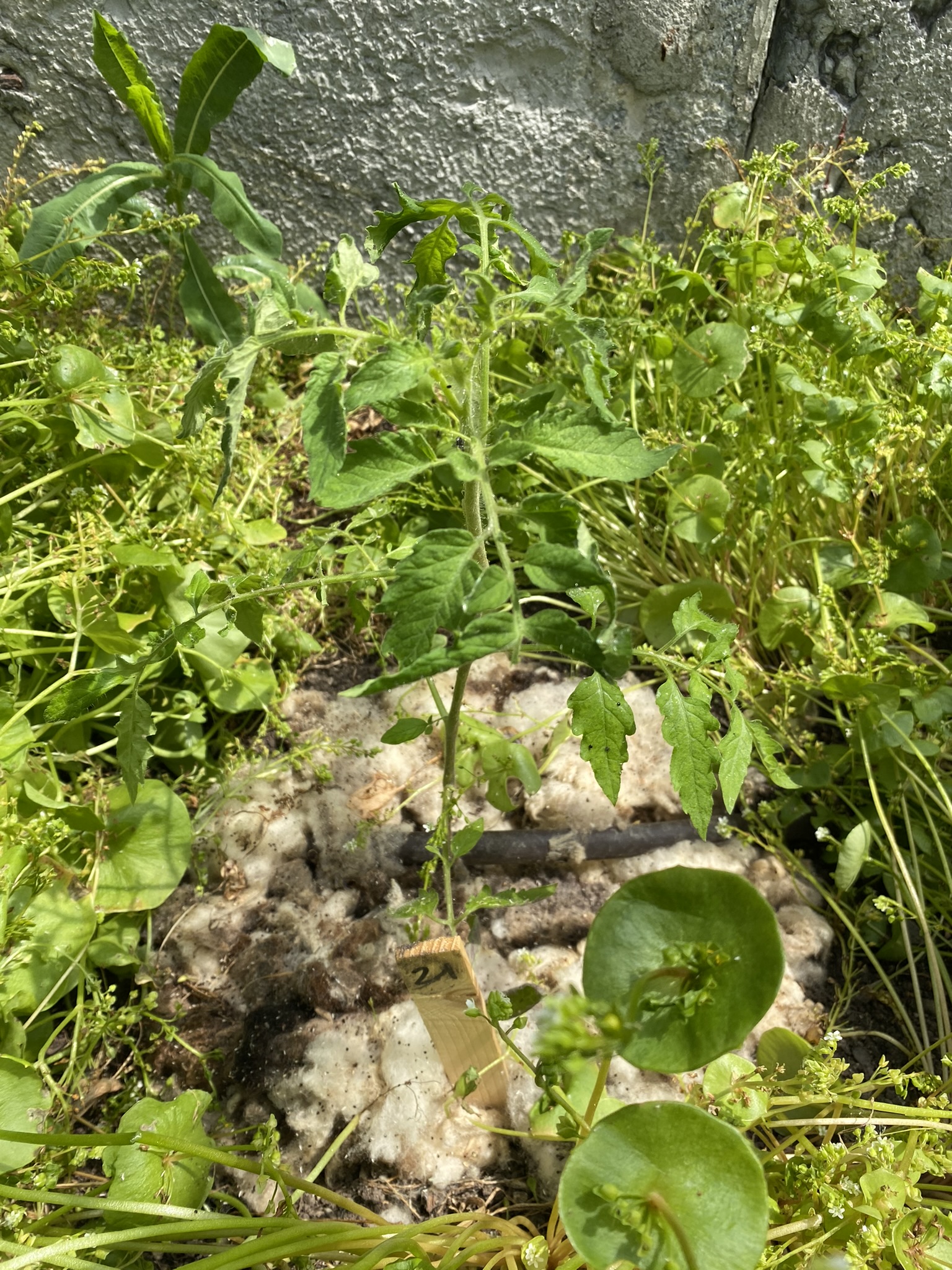 Aufnahme aus der Dokumentation «50-Sorten Tomatenhaus im Mai», Mai 2023, aufgenommen mit iPhone 11