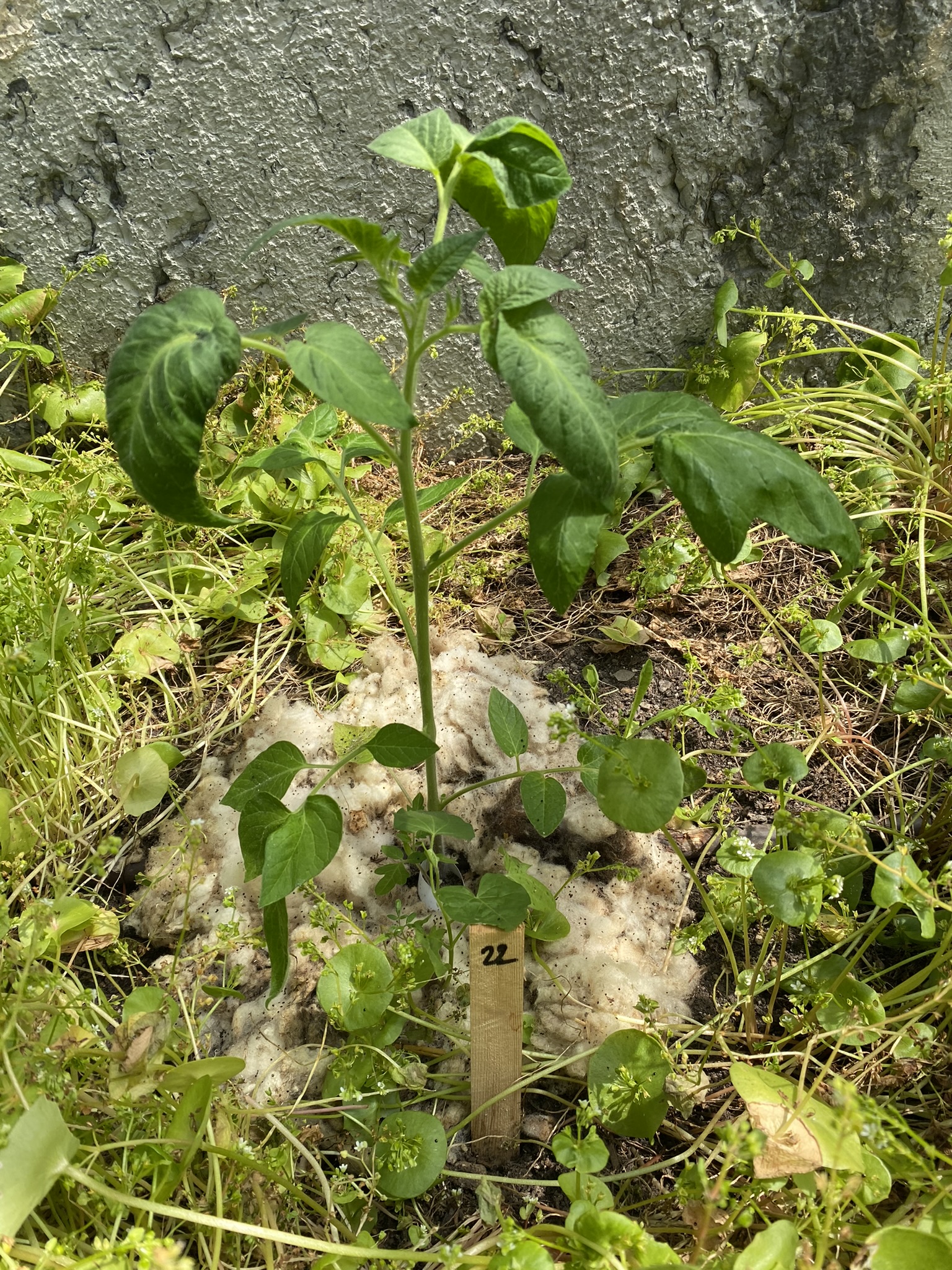 Aufnahme aus der Dokumentation «50-Sorten Tomatenhaus im Mai», Mai 2023, aufgenommen mit iPhone 11