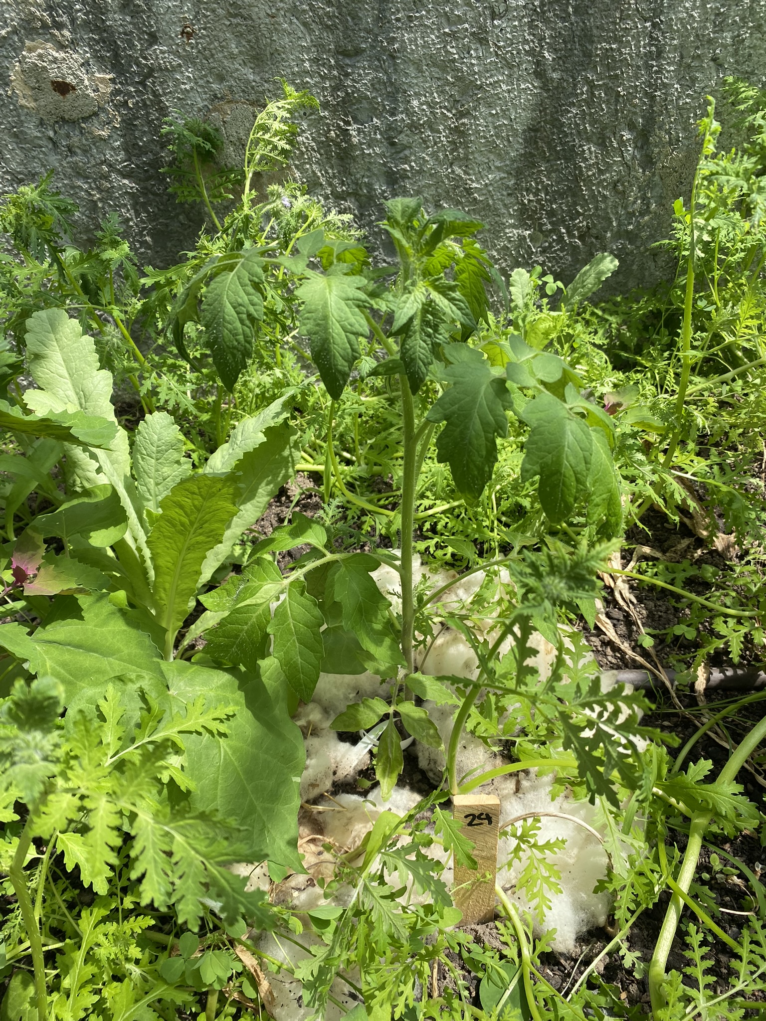 Aufnahme aus der Dokumentation «50-Sorten Tomatenhaus im Mai», Mai 2023, aufgenommen mit iPhone 11