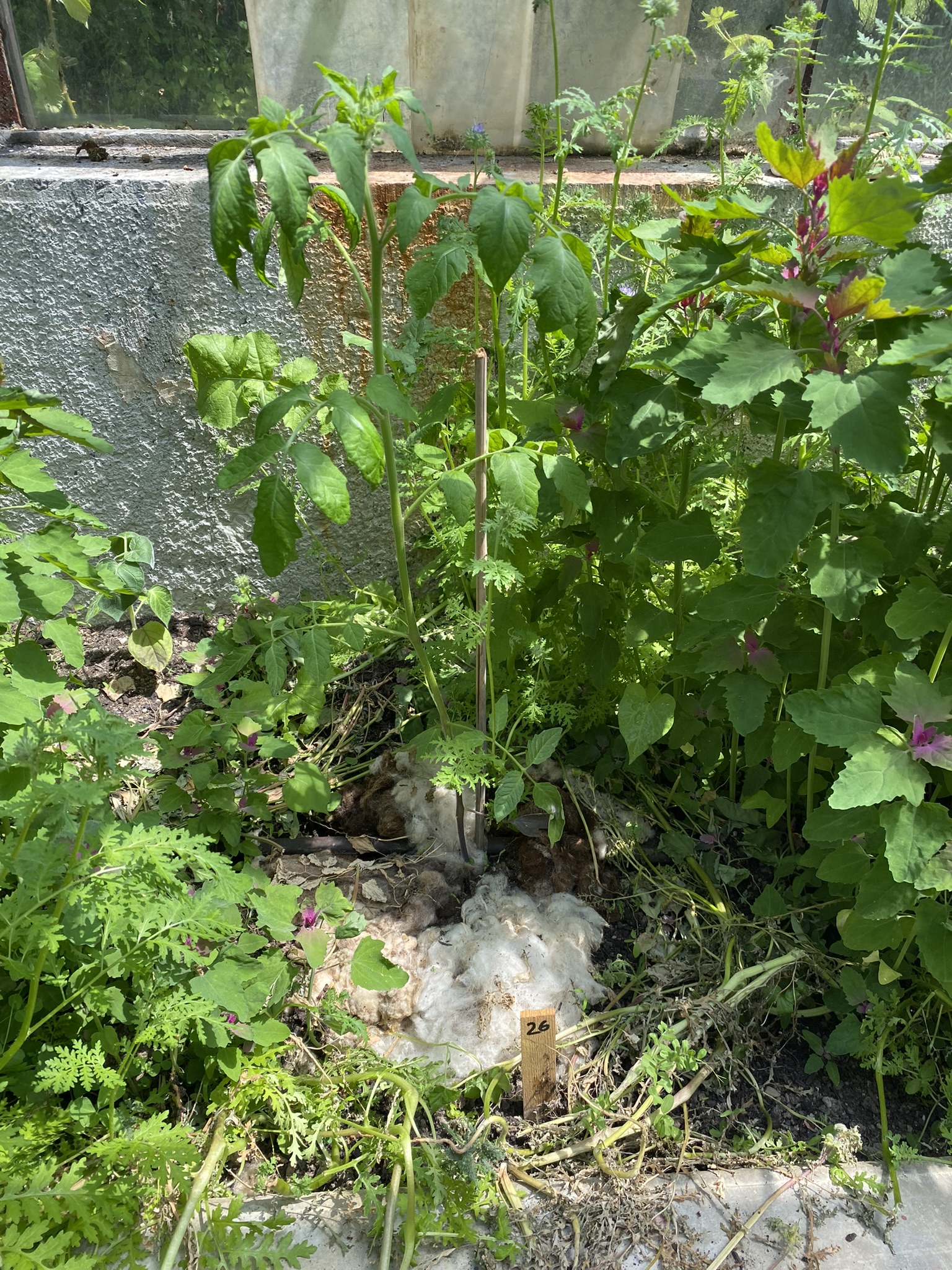 Aufnahme aus der Dokumentation «50-Sorten Tomatenhaus im Mai», Mai 2023, aufgenommen mit iPhone 11