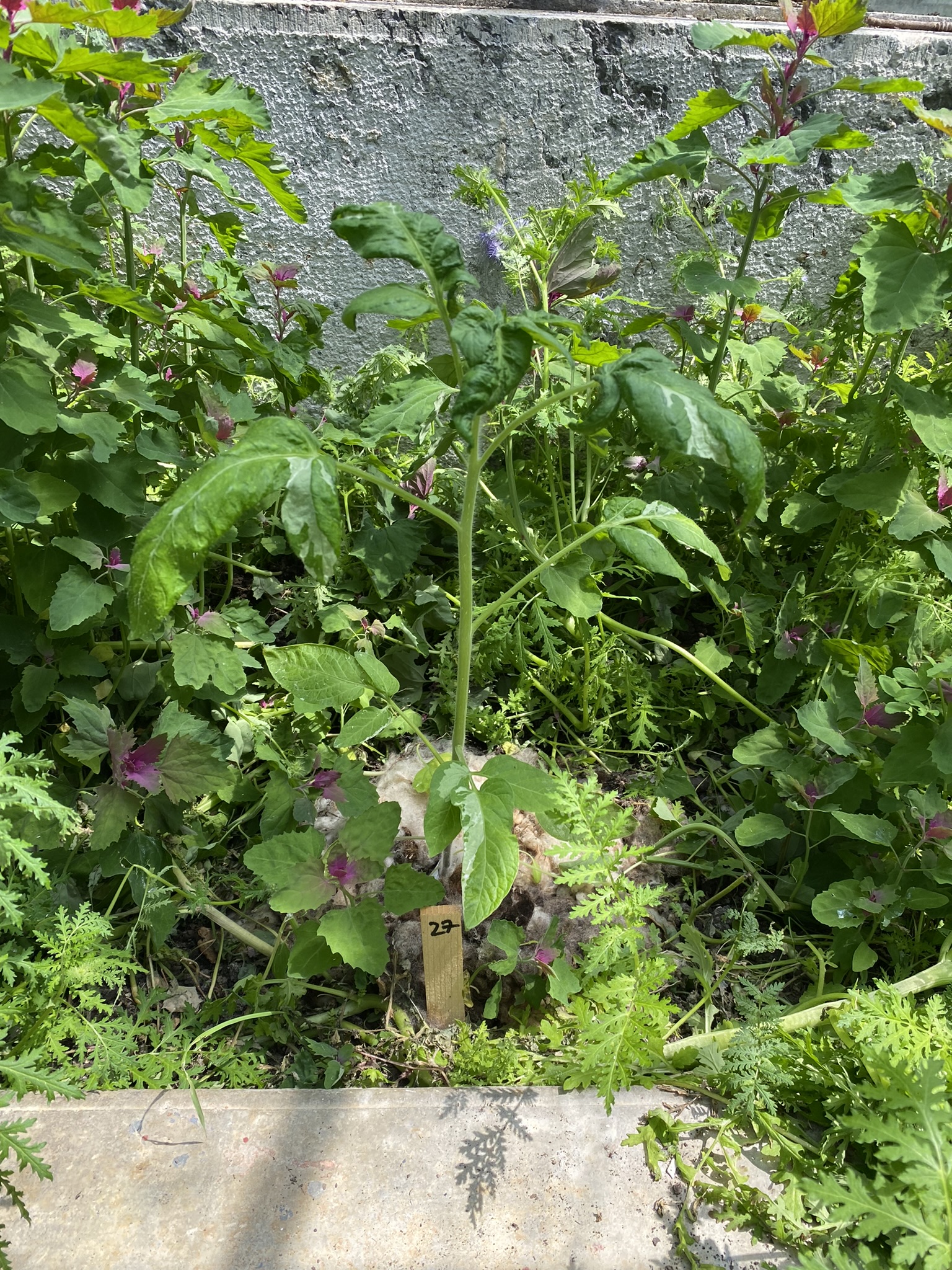 Aufnahme aus der Dokumentation «50-Sorten Tomatenhaus im Mai», Mai 2023, aufgenommen mit iPhone 11