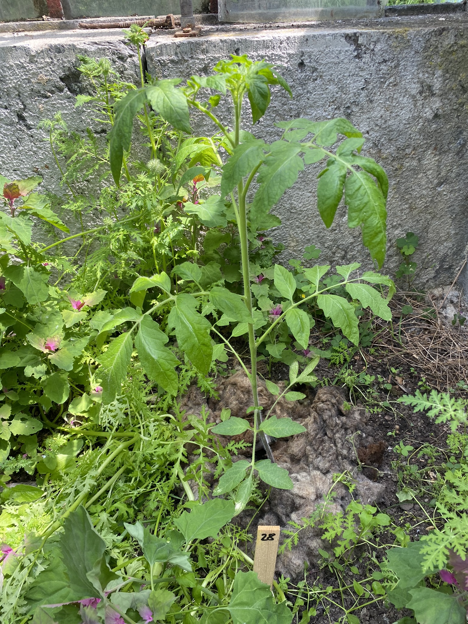 Aufnahme aus der Dokumentation «50-Sorten Tomatenhaus im Mai», Mai 2023, aufgenommen mit iPhone 11