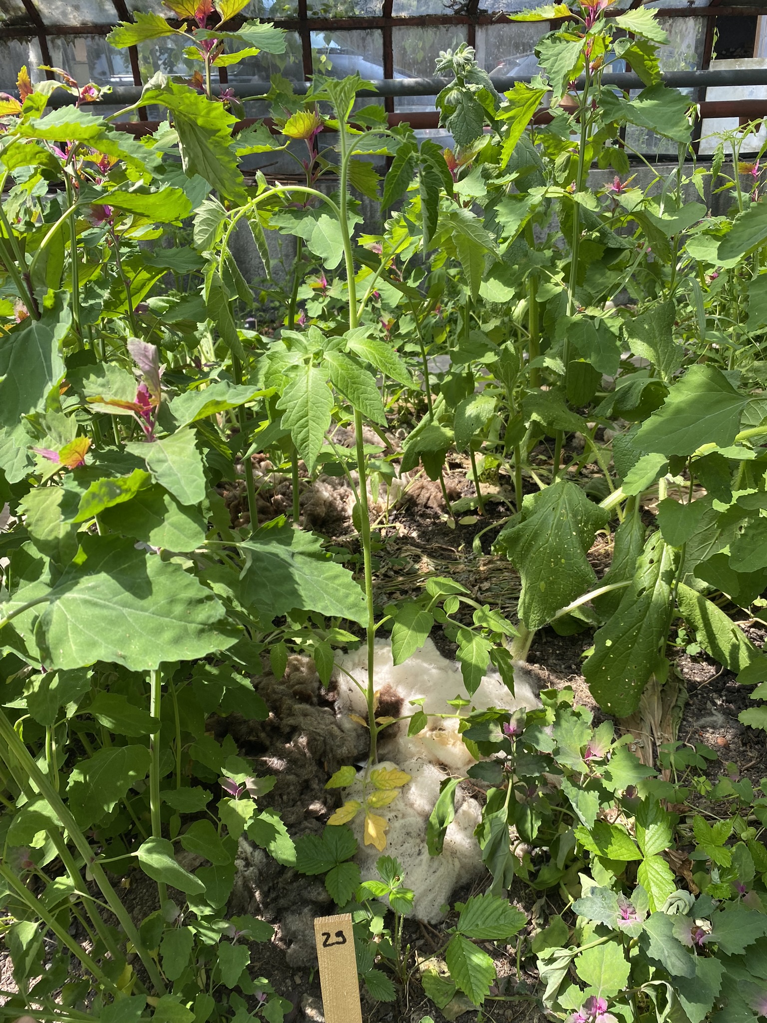 Aufnahme aus der Dokumentation «50-Sorten Tomatenhaus im Mai», Mai 2023, aufgenommen mit iPhone 11