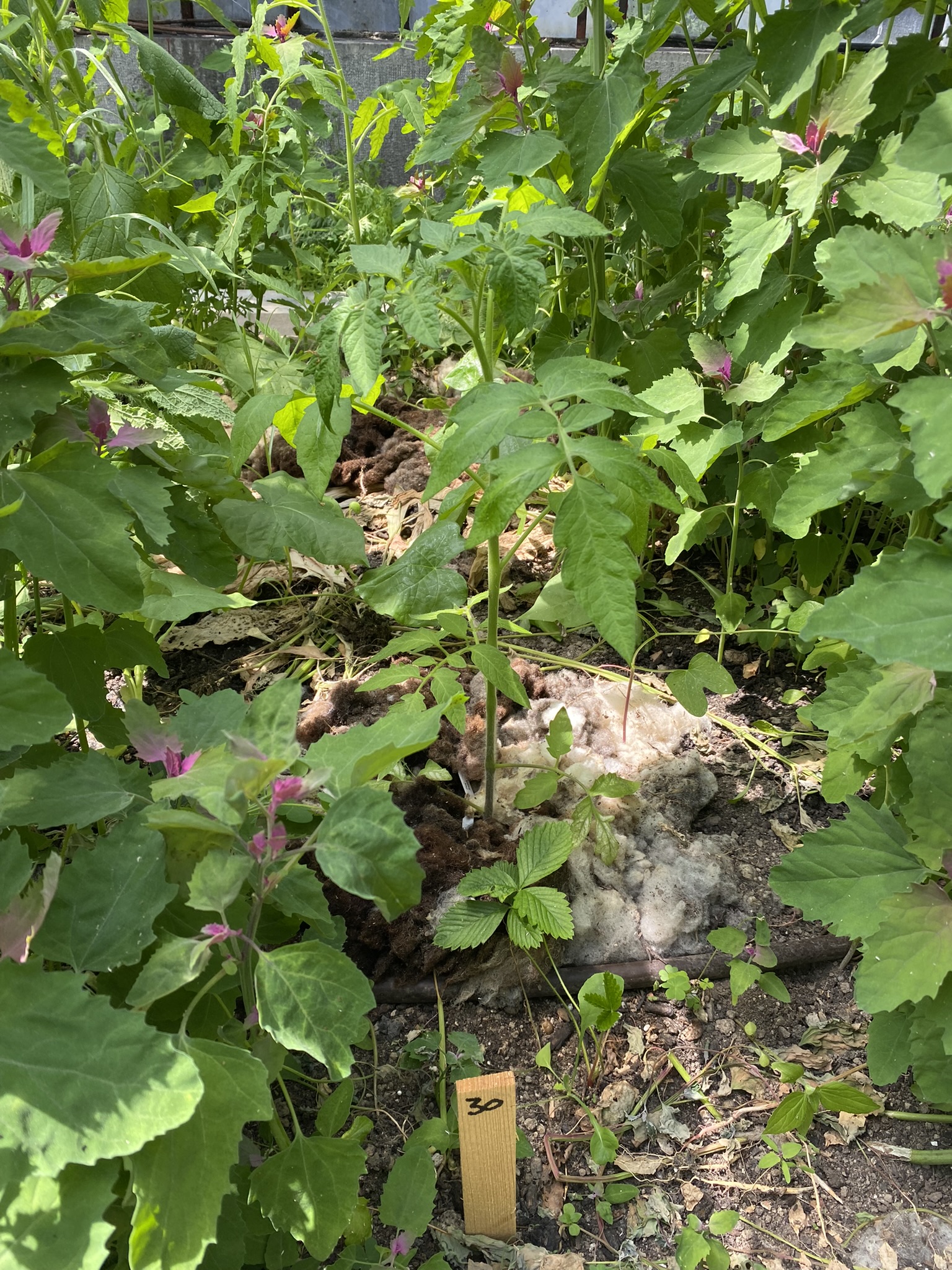 Aufnahme aus der Dokumentation «50-Sorten Tomatenhaus im Mai», Mai 2023, aufgenommen mit iPhone 11