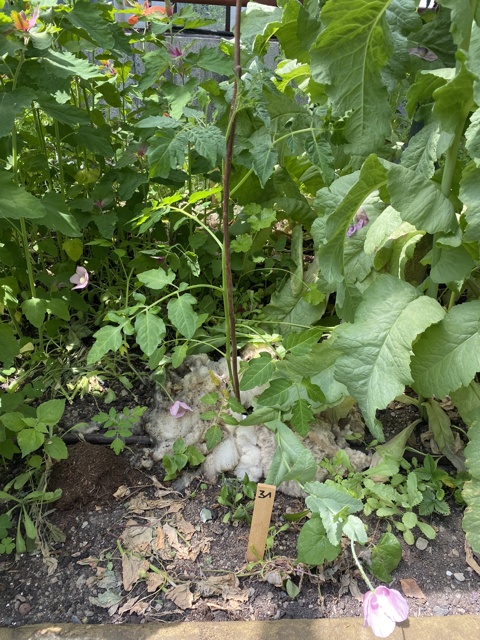 Aufnahme aus der Dokumentation «50-Sorten Tomatenhaus im Mai», Mai 2023, aufgenommen mit iPhone 11