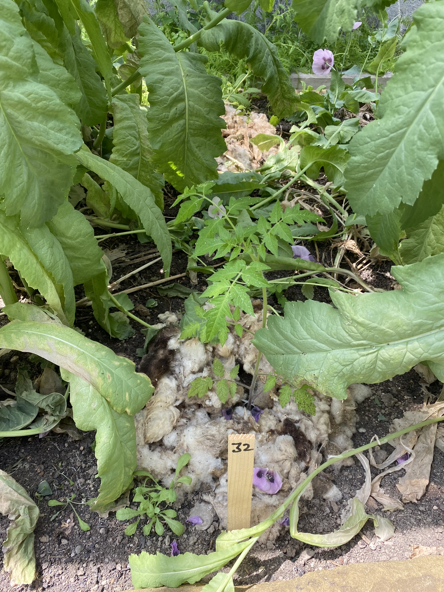 Aufnahme aus der Dokumentation «50-Sorten Tomatenhaus im Mai», Mai 2023, aufgenommen mit iPhone 11