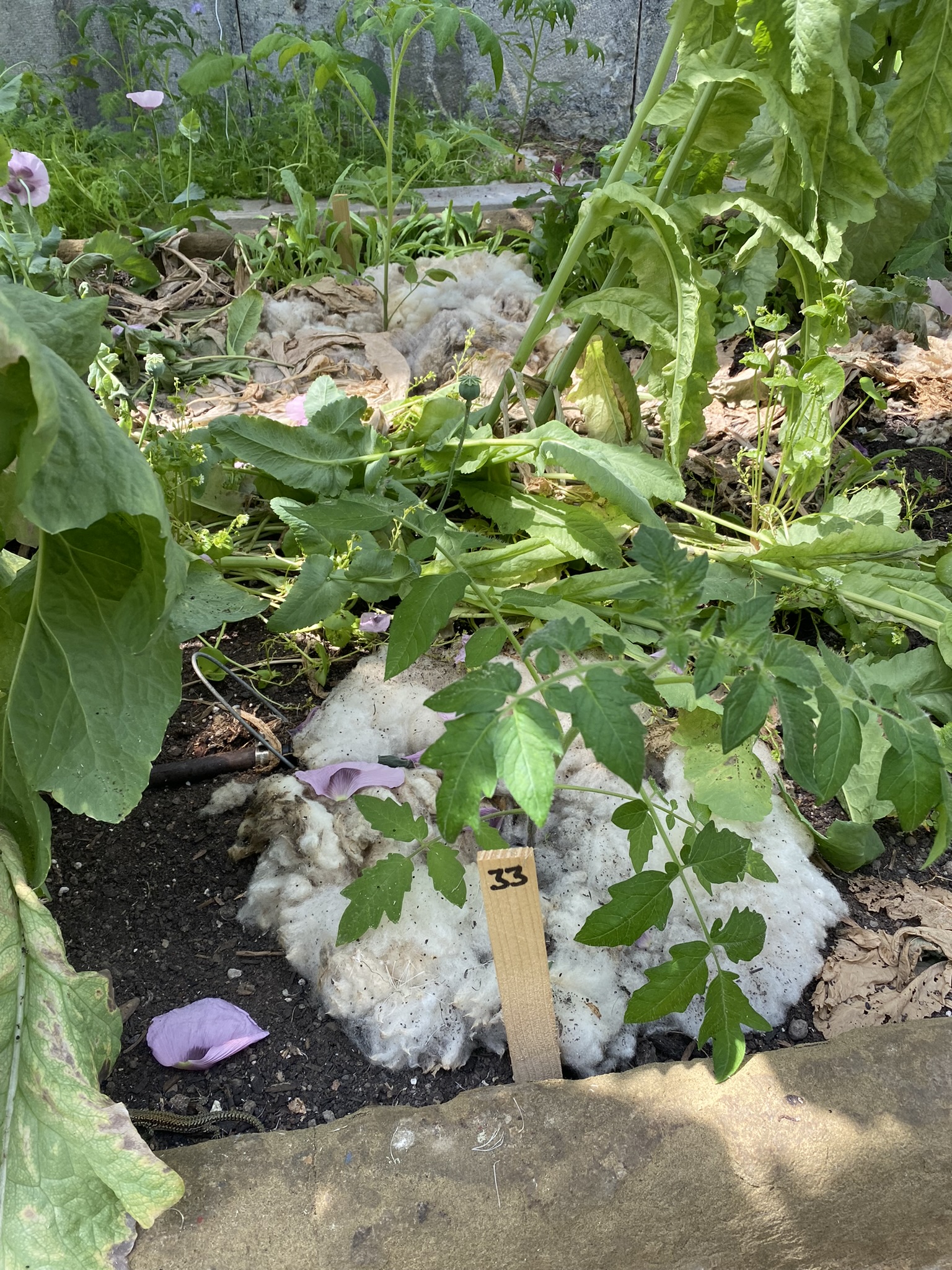 Aufnahme aus der Dokumentation «50-Sorten Tomatenhaus im Mai», Mai 2023, aufgenommen mit iPhone 11
