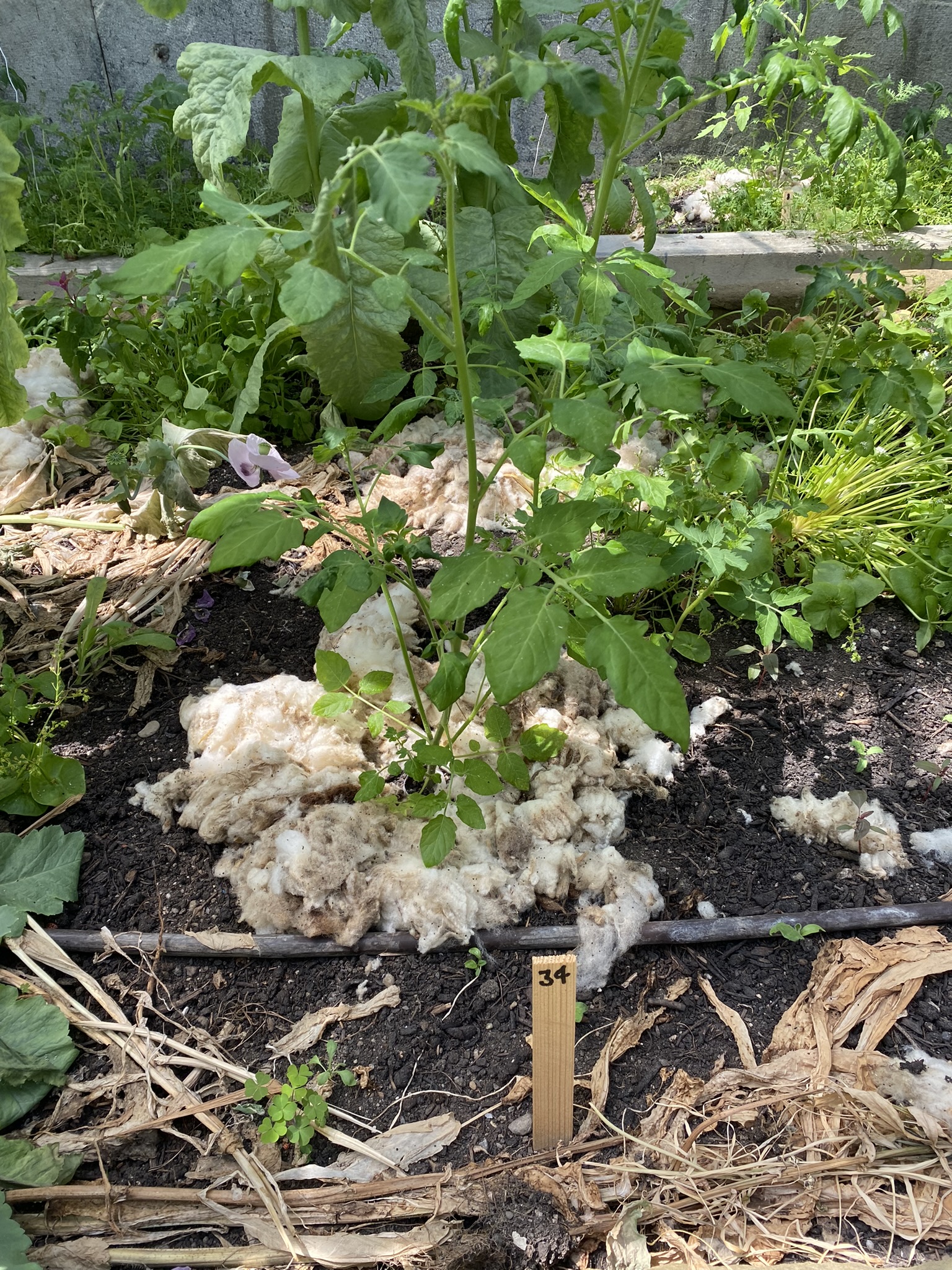 Aufnahme aus der Dokumentation «50-Sorten Tomatenhaus im Mai», Mai 2023, aufgenommen mit iPhone 11