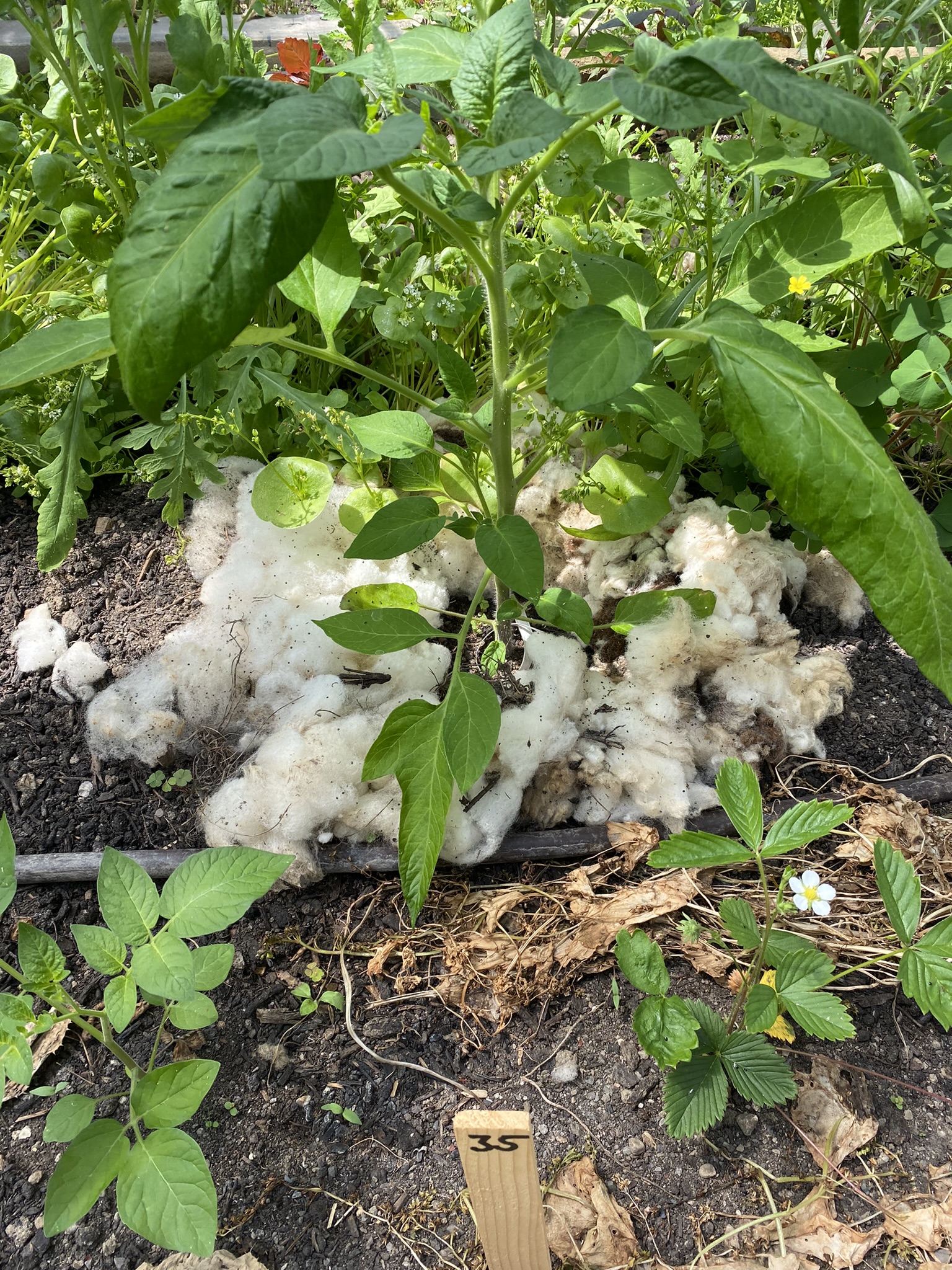 Aufnahme aus der Dokumentation «50-Sorten Tomatenhaus im Mai», Mai 2023, aufgenommen mit iPhone 11