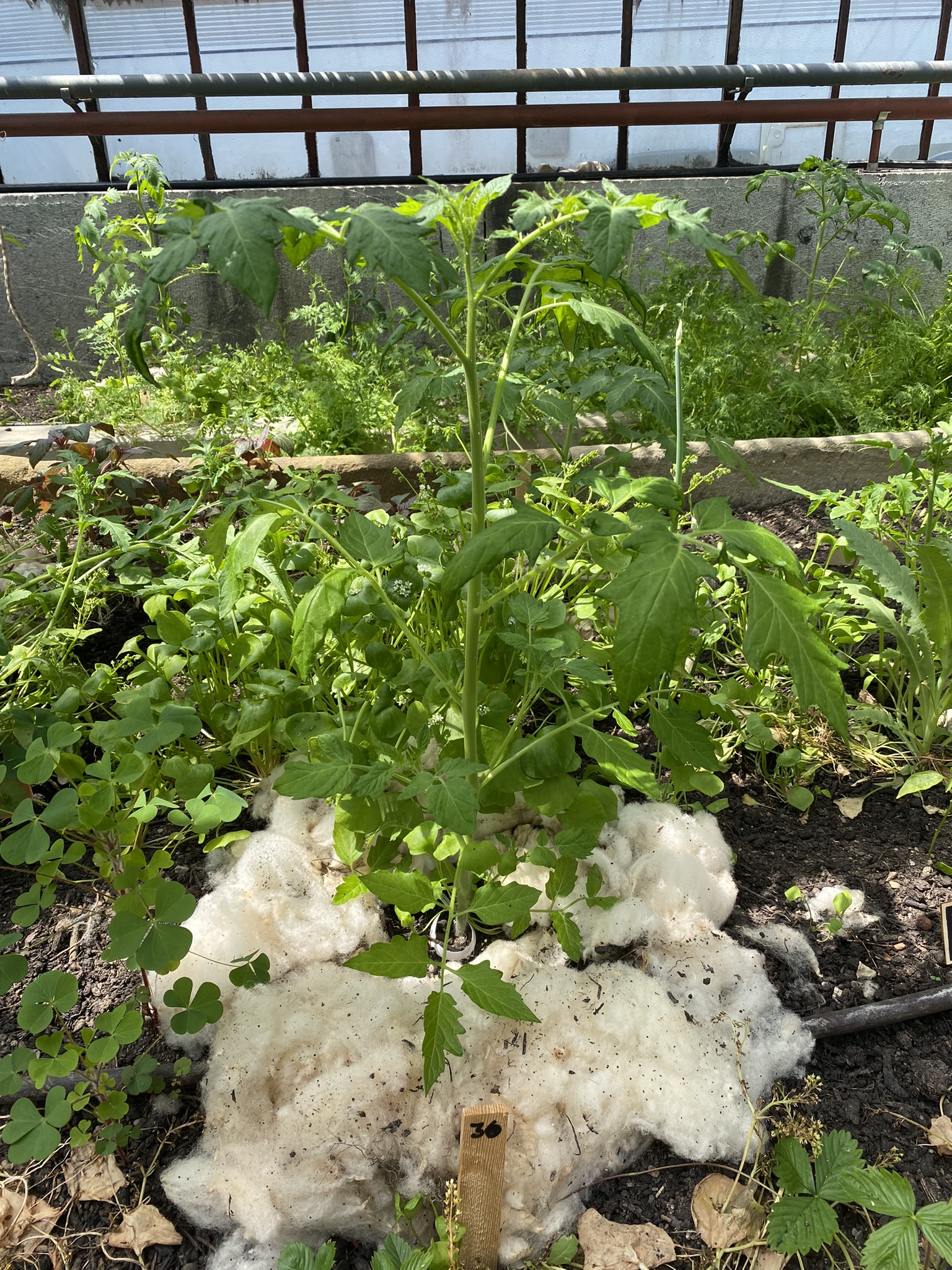 Aufnahme aus der Dokumentation «50-Sorten Tomatenhaus im Mai», Mai 2023, aufgenommen mit iPhone 11