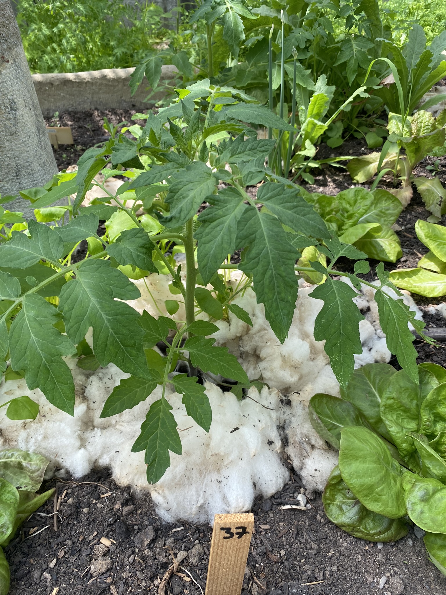 Aufnahme aus der Dokumentation «50-Sorten Tomatenhaus im Mai», Mai 2023, aufgenommen mit iPhone 11