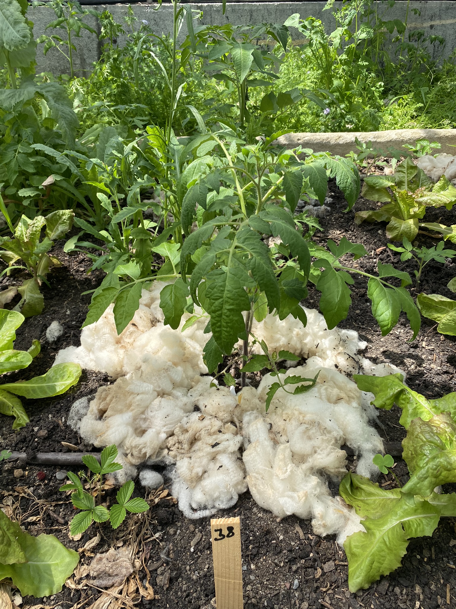 Aufnahme aus der Dokumentation «50-Sorten Tomatenhaus im Mai», Mai 2023, aufgenommen mit iPhone 11