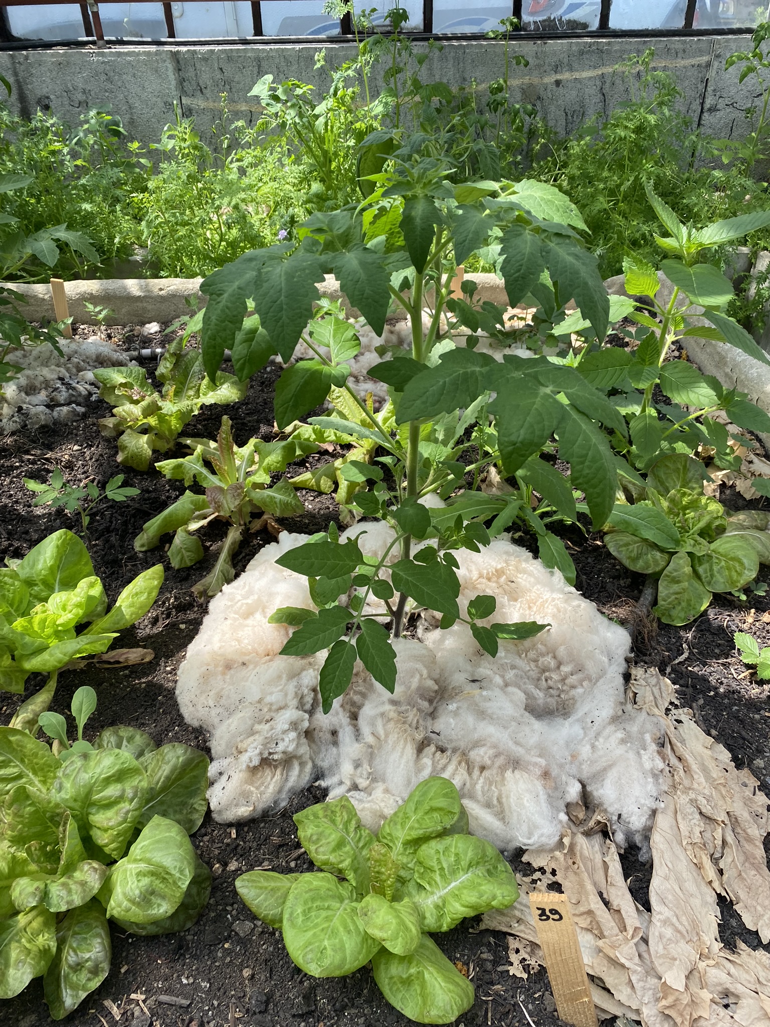 Aufnahme aus der Dokumentation «50-Sorten Tomatenhaus im Mai», Mai 2023, aufgenommen mit iPhone 11