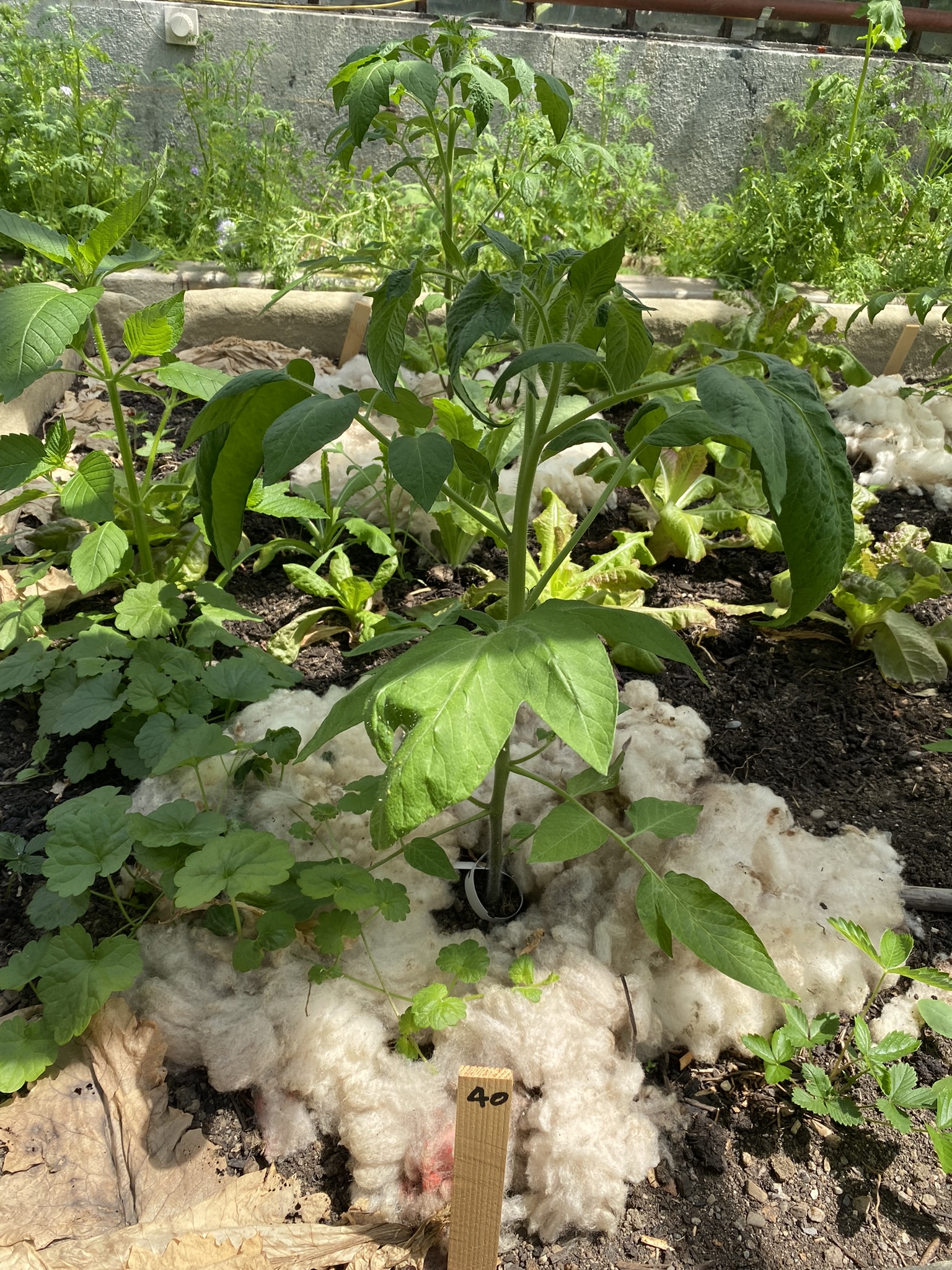 Aufnahme aus der Dokumentation «50-Sorten Tomatenhaus im Mai», Mai 2023, aufgenommen mit iPhone 11