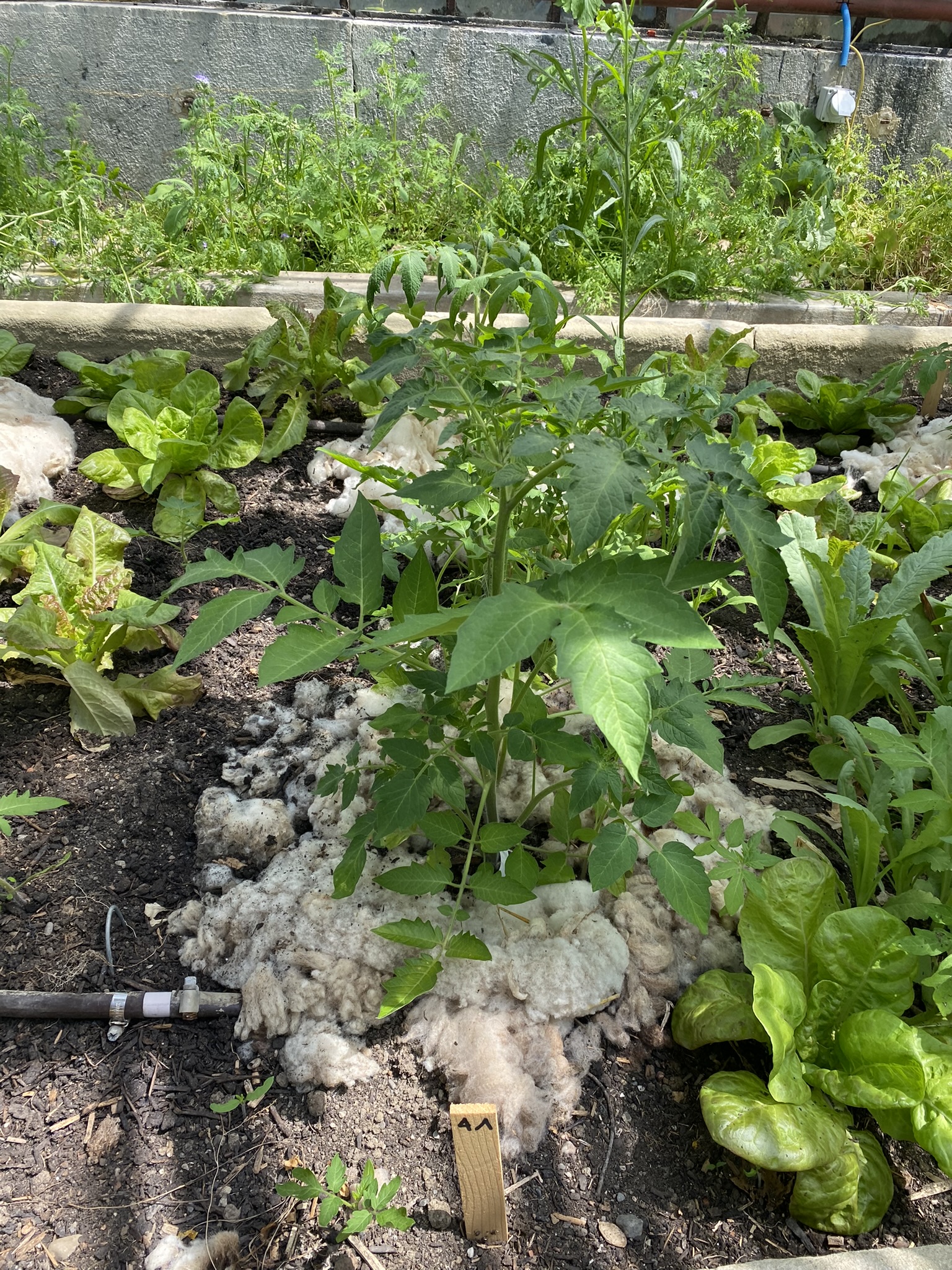 Aufnahme aus der Dokumentation «50-Sorten Tomatenhaus im Mai», Mai 2023, aufgenommen mit iPhone 11