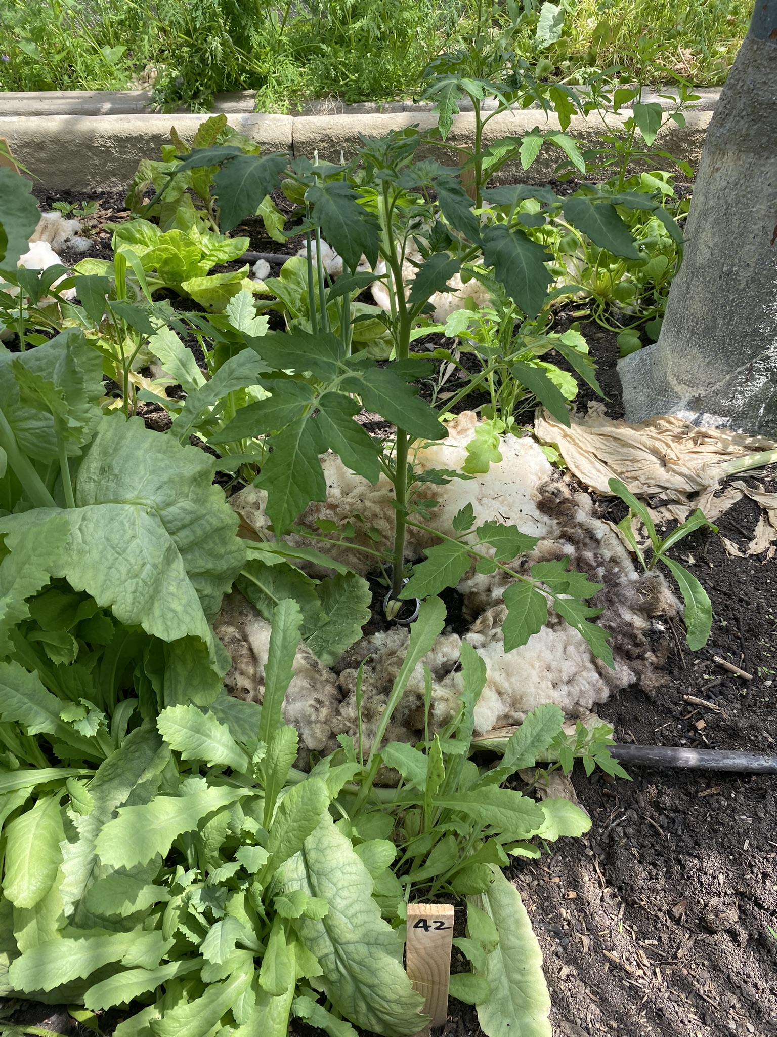 Aufnahme aus der Dokumentation «50-Sorten Tomatenhaus im Mai», Mai 2023, aufgenommen mit iPhone 11